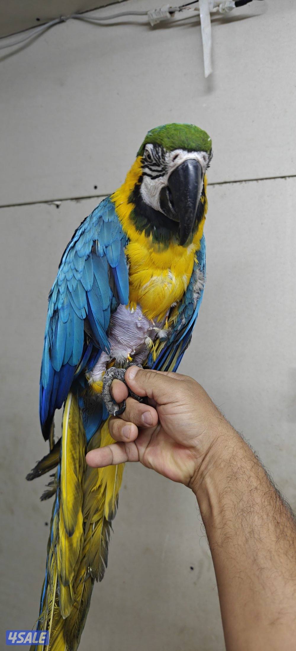 للبيع مكاو ربوه ويتكلم2