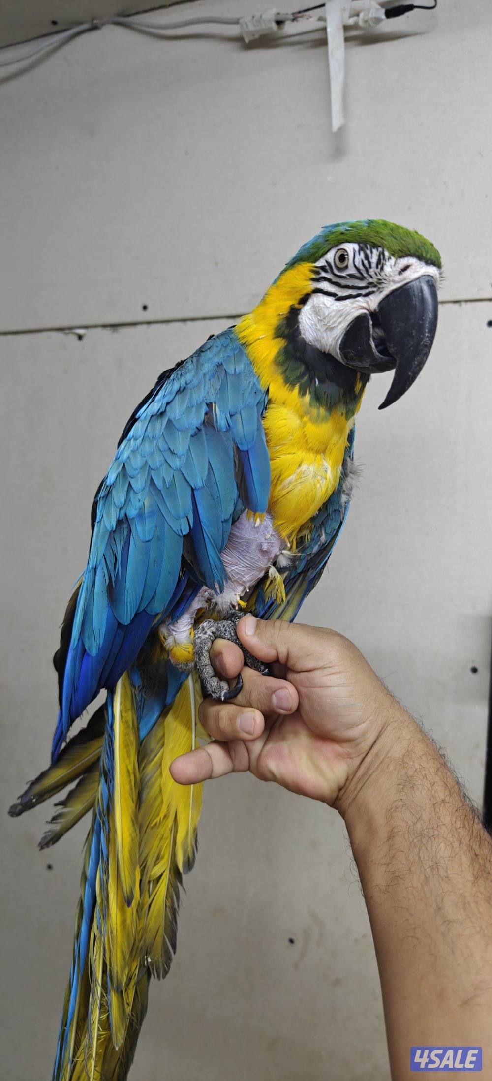 للبيع مكاو ربوه ويتكلم3