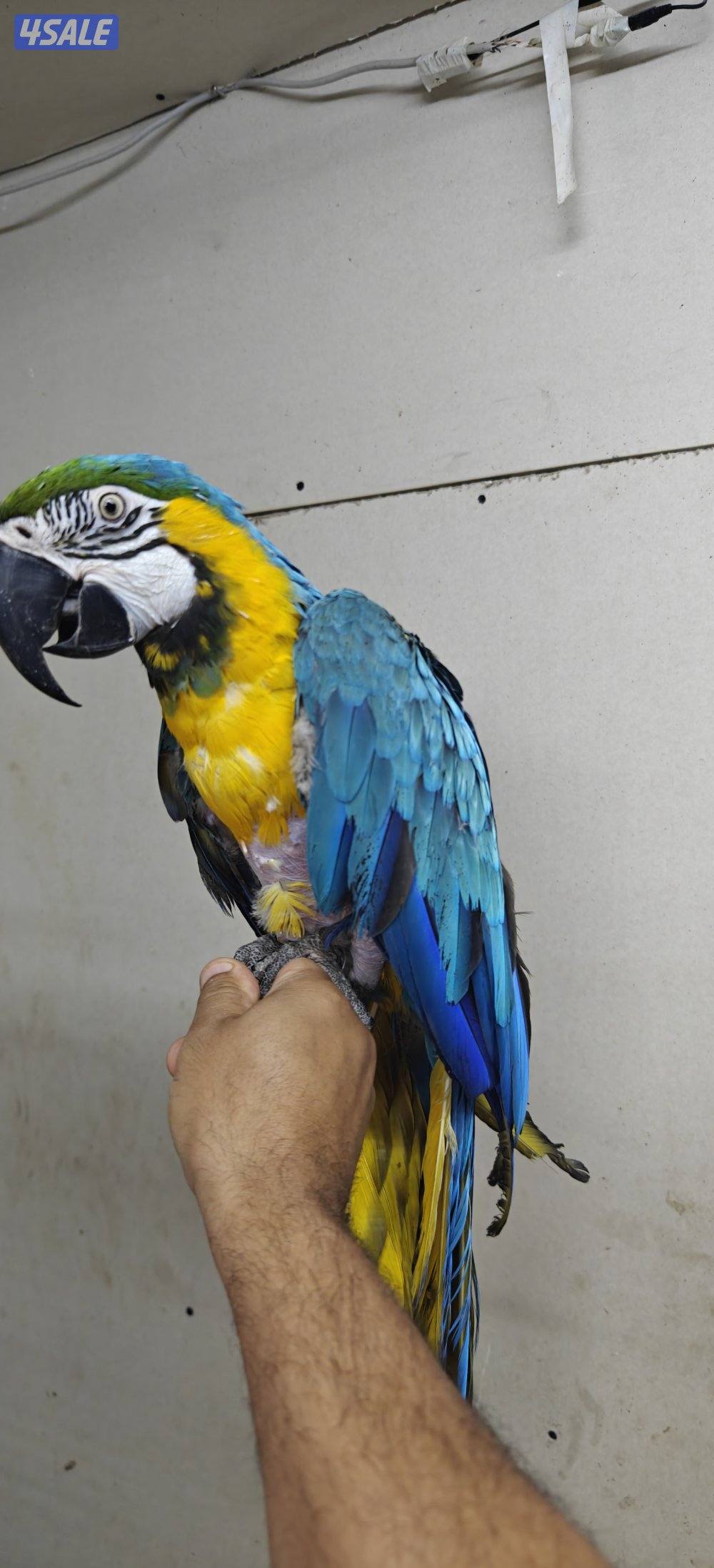 للبيع مكاو ربوه ويتكلم4