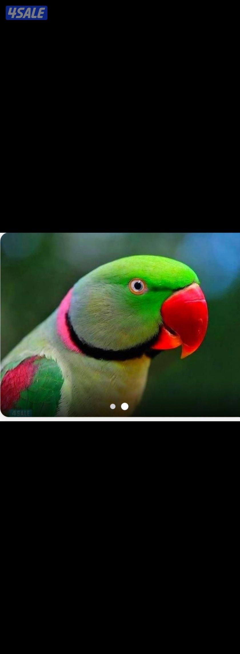 مطلوب عدد ٣ نثية بيبي متوه نيبالي0