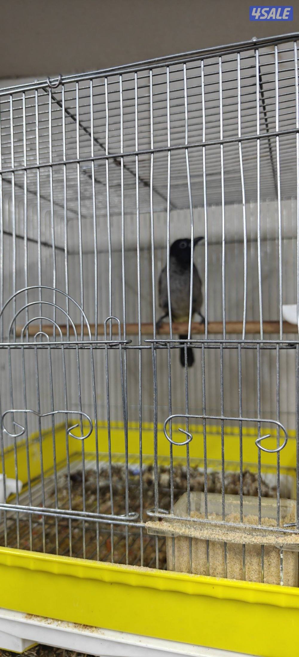 للبيع بلبل سوري حجم وتغريد0