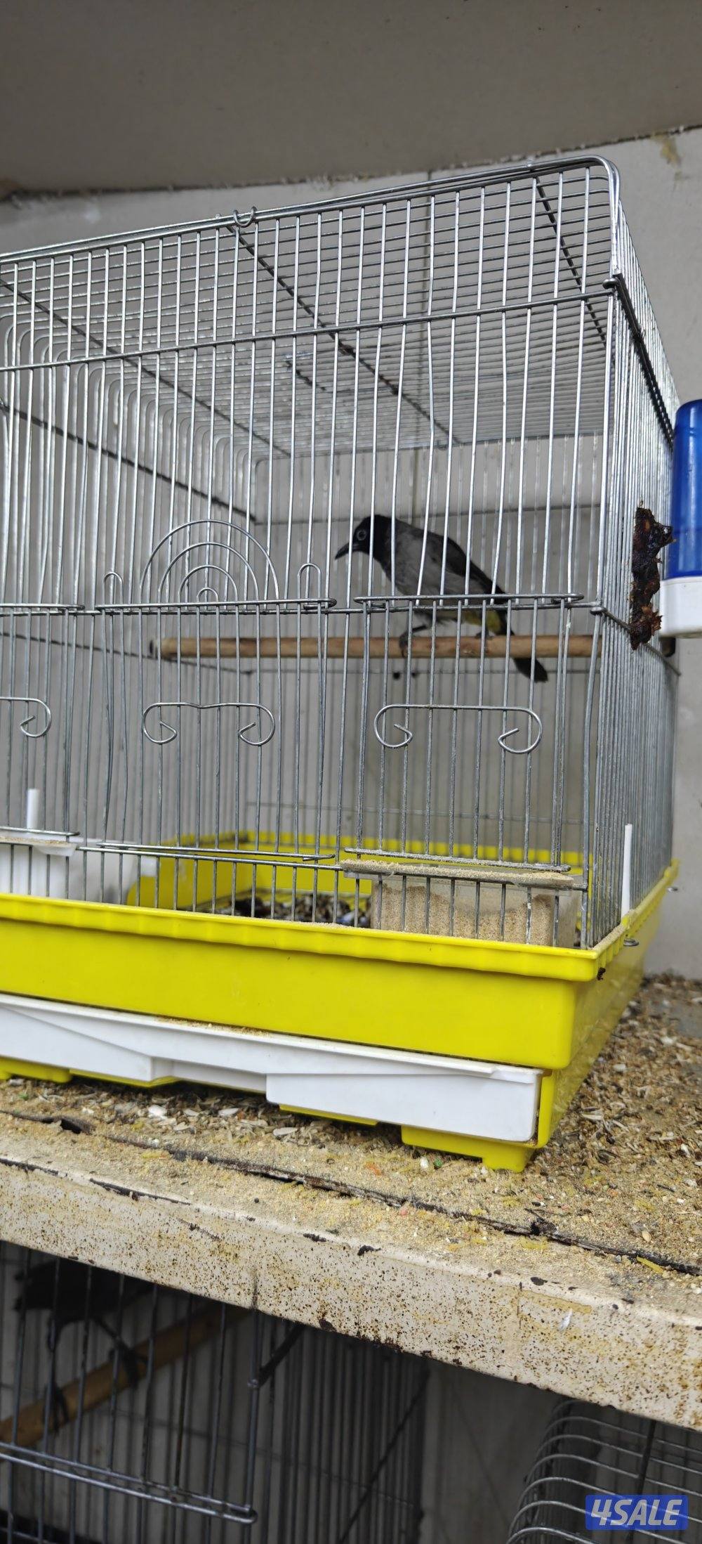 للبيع بلبل سوري حجم وتغريد1