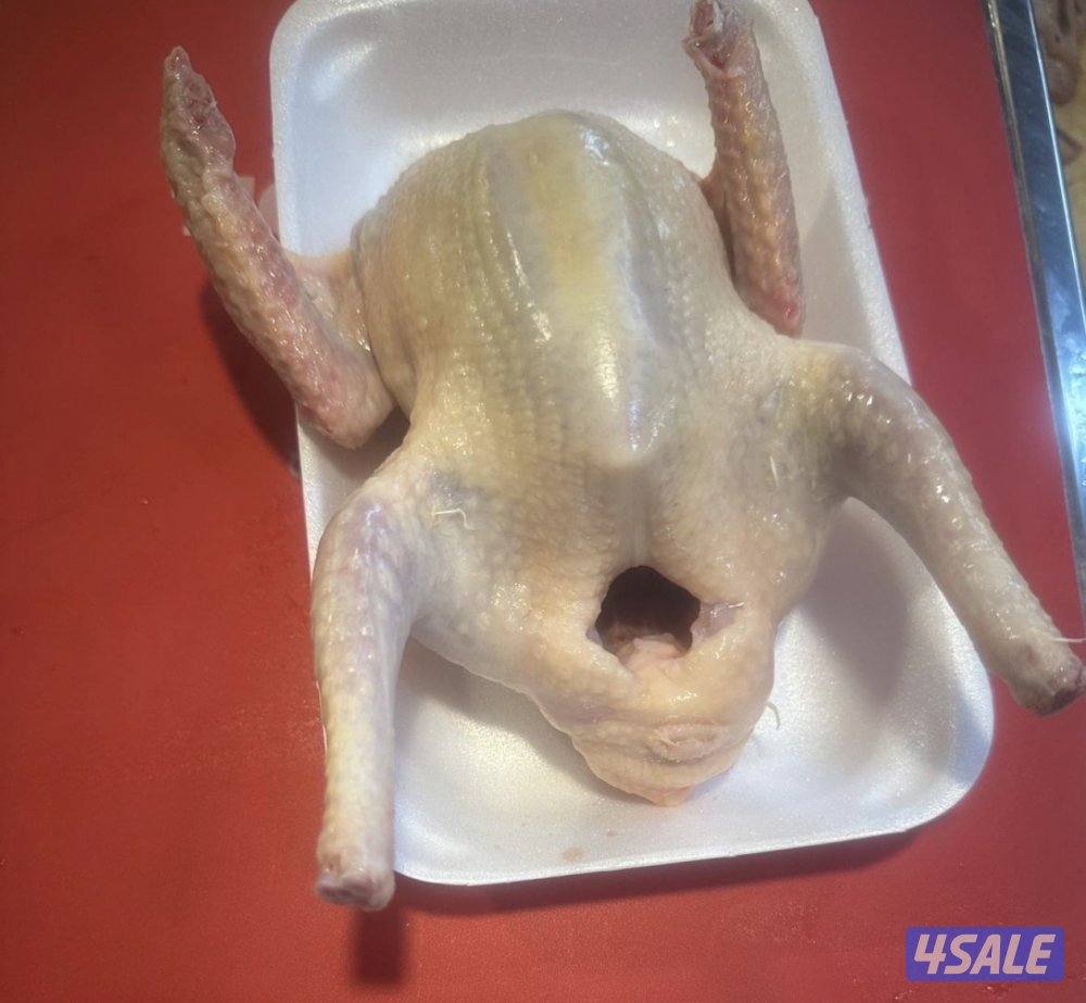 فروخ حمام زاجل + لاحم خصوصي جاهز للاكل شرط السمنه والحجم توصيل سريع5