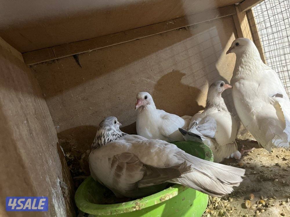 للبيع ازواج لاحم1