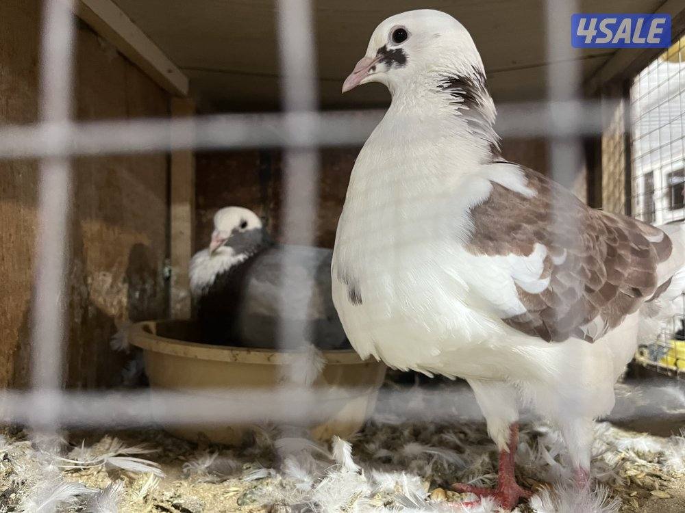 للبيع ازواج لاحم4