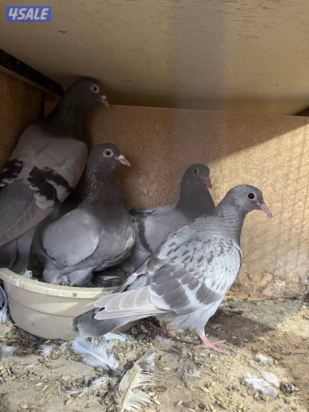 للبيع ازواج لاحم5