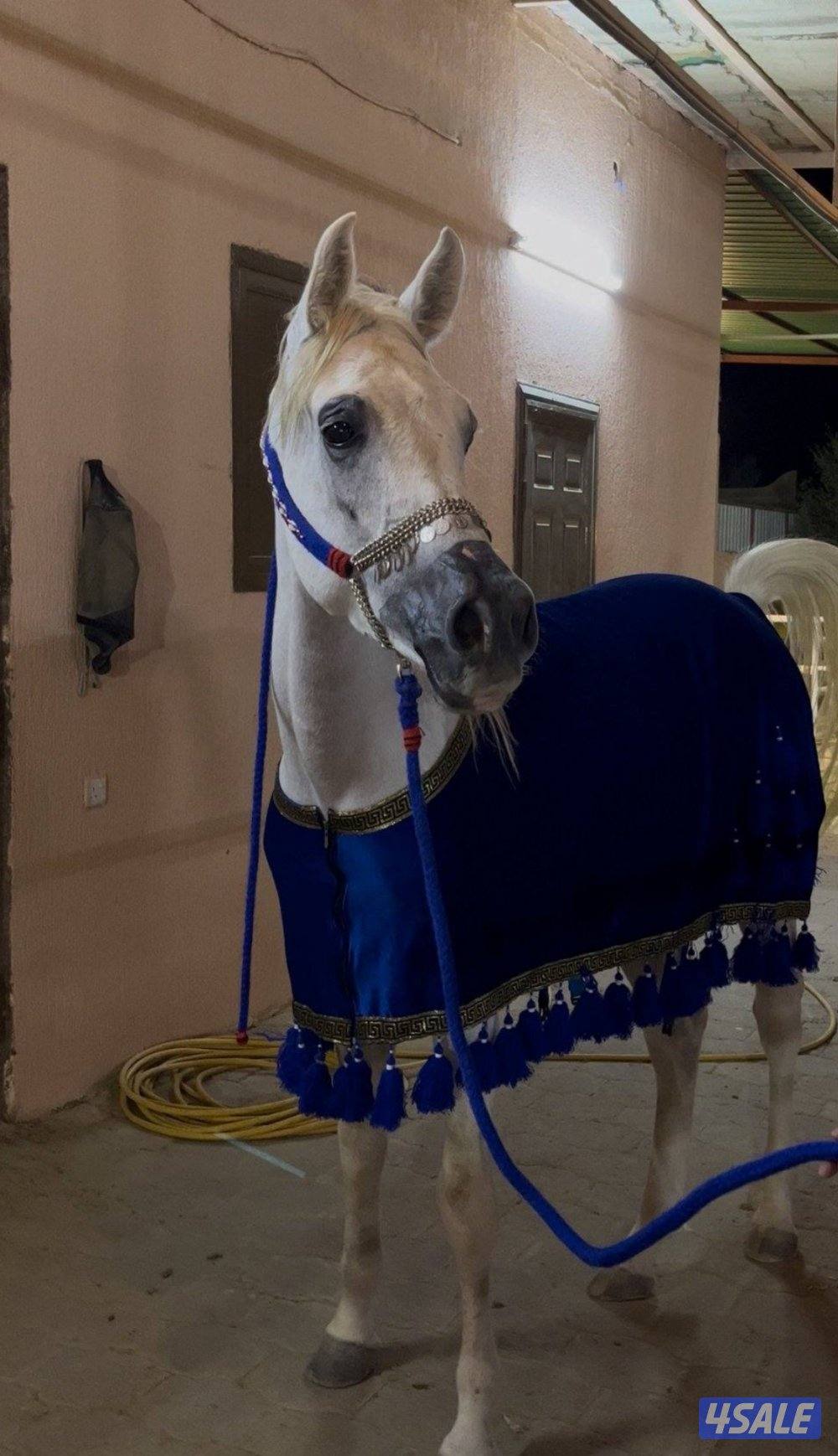 خيل مصري بيور بلدي0