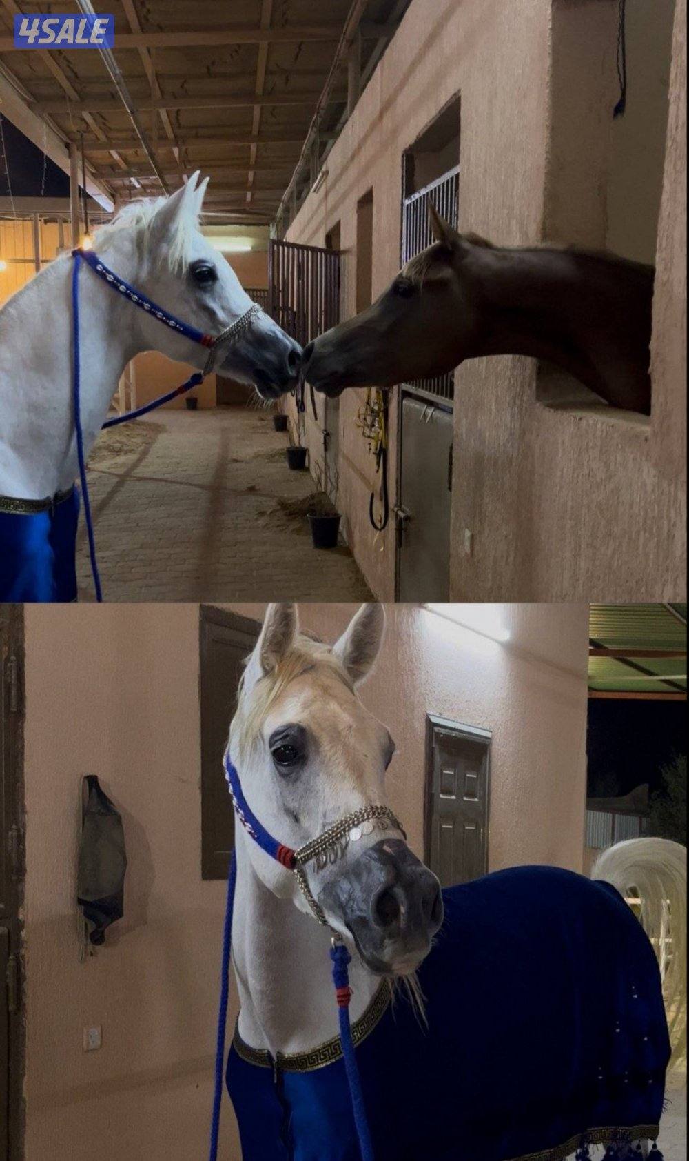 خيل مصري بيور بلدي1