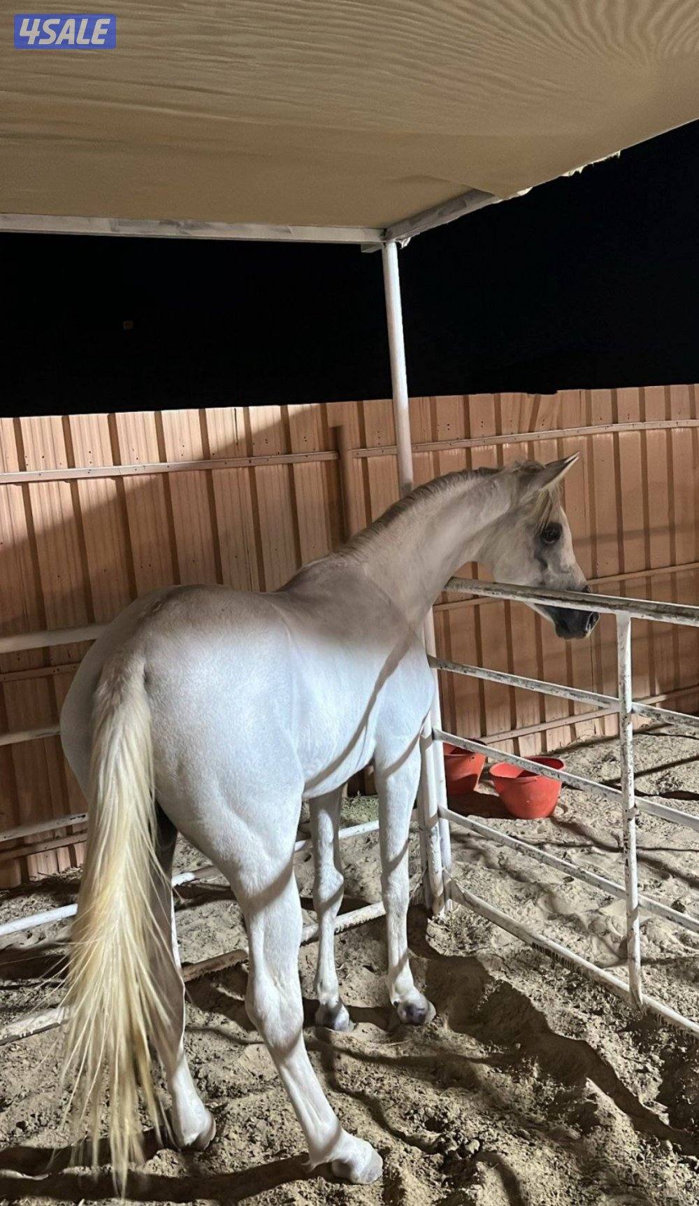 خيل مصري بيور بلدي2