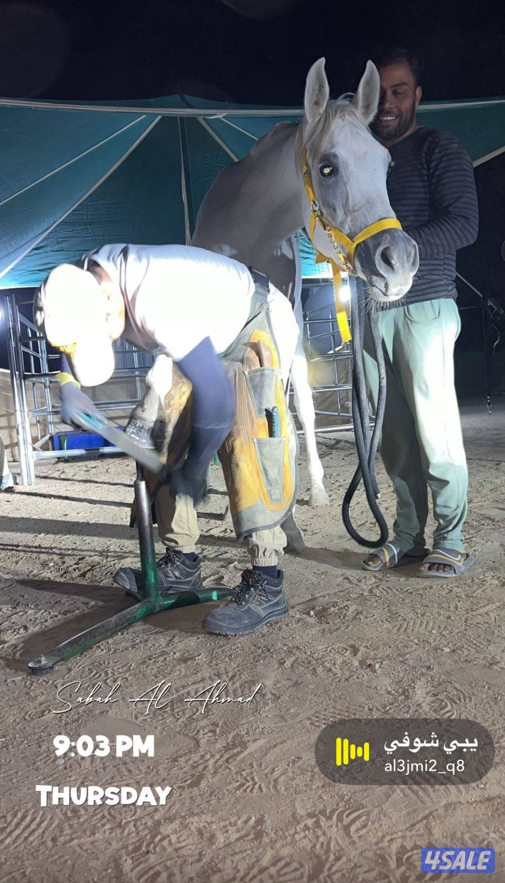 خيل مصري بيور بلدي3