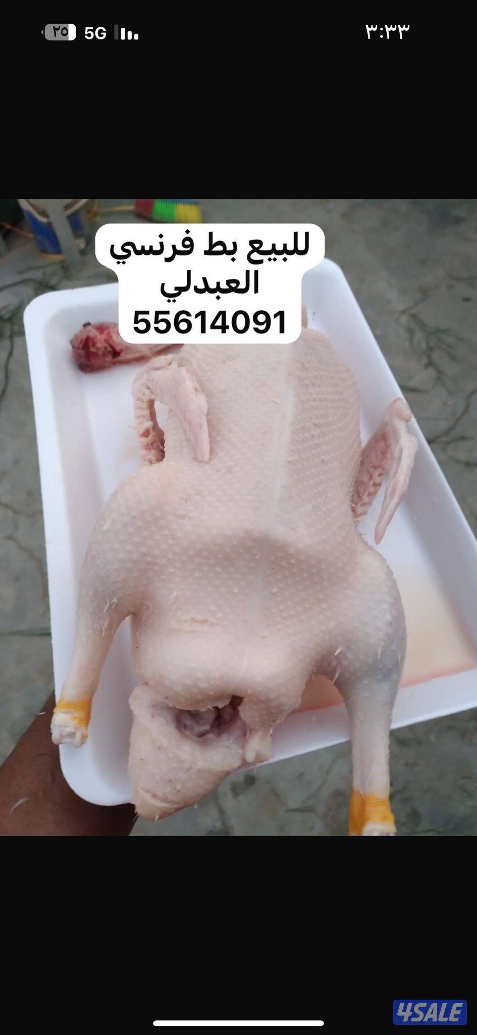 للبيع فروخ حمام وبط ودياجه العبدلي1