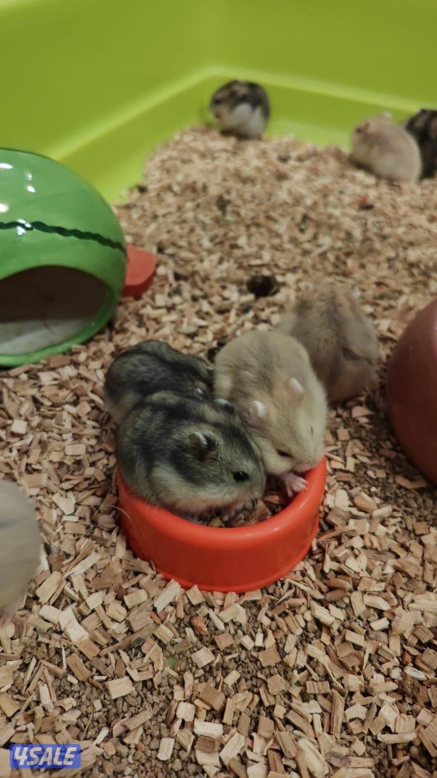 هومستر تربيه بيت نظيف وأليف0