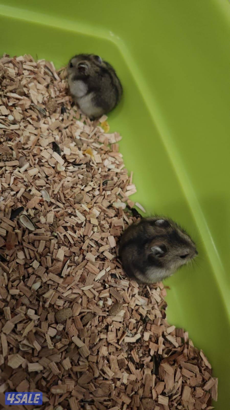 هومستر تربيه بيت نظيف وأليف1