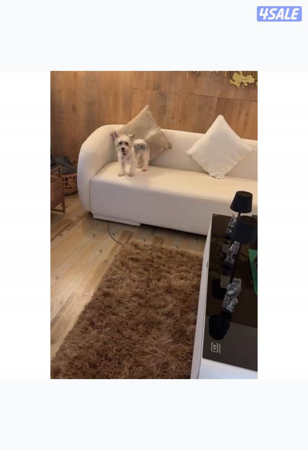 نثيه ( يورك شاير + مالتيز )  عمر سنه ونصف0