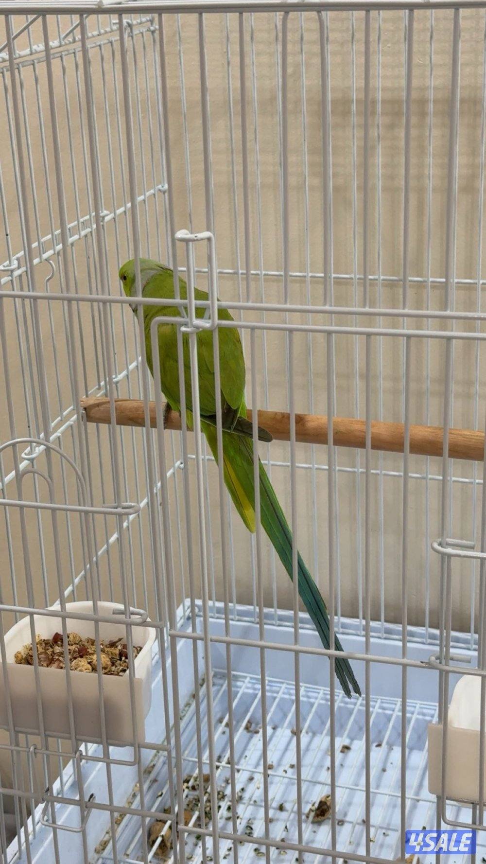 عصفور الدره الهندي0