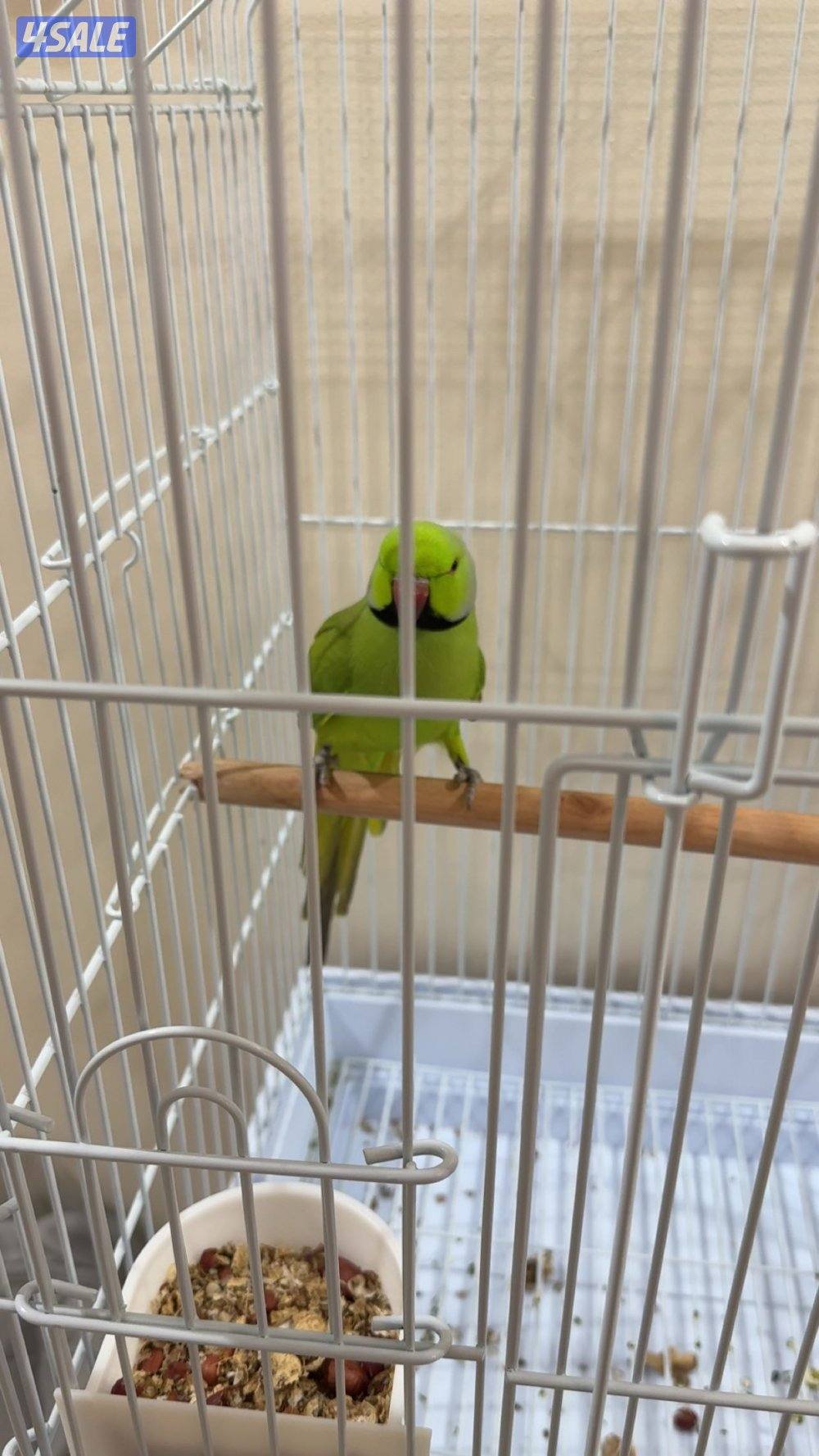 عصفور الدره الهندي1