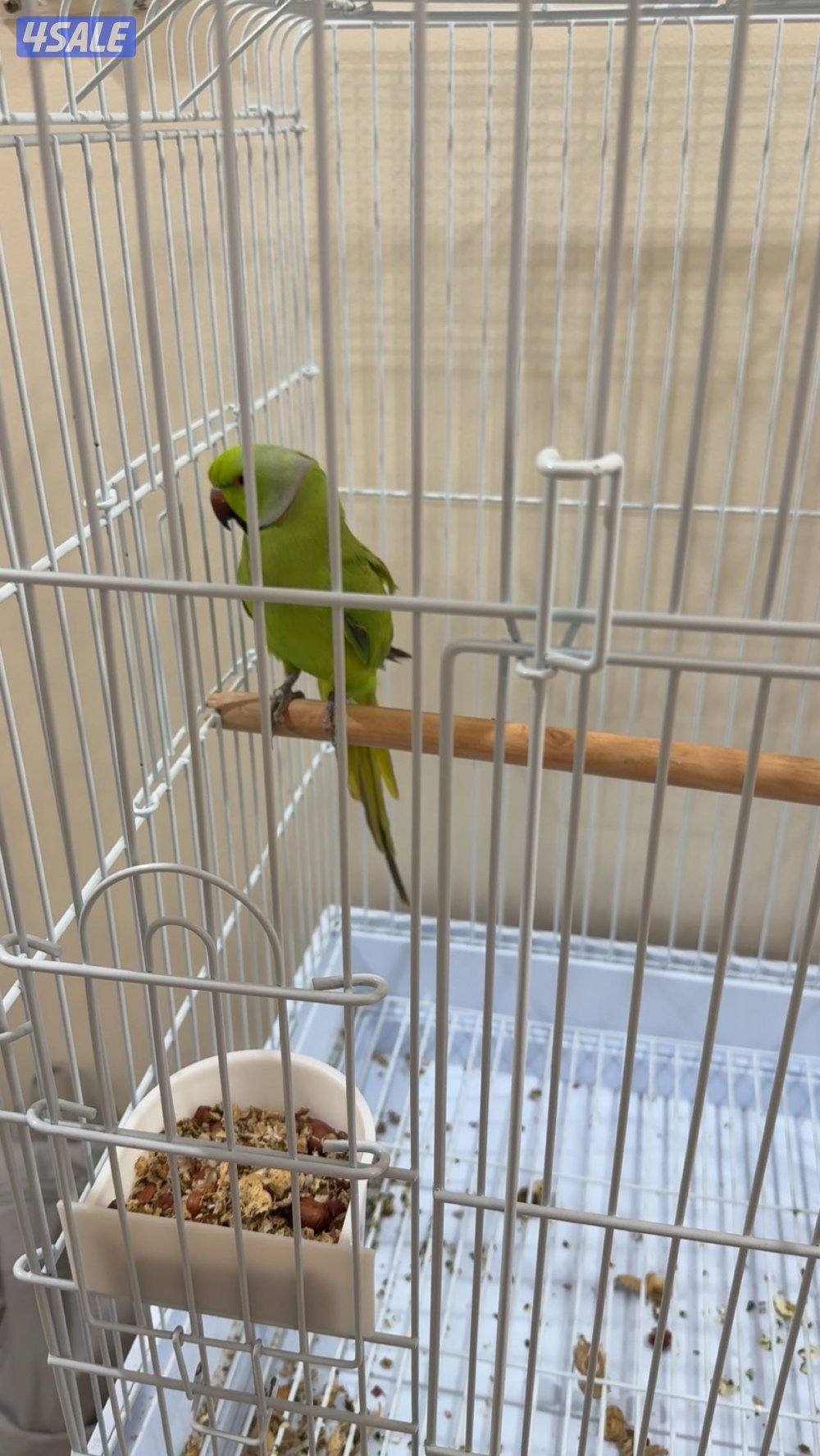 عصفور الدره الهندي2