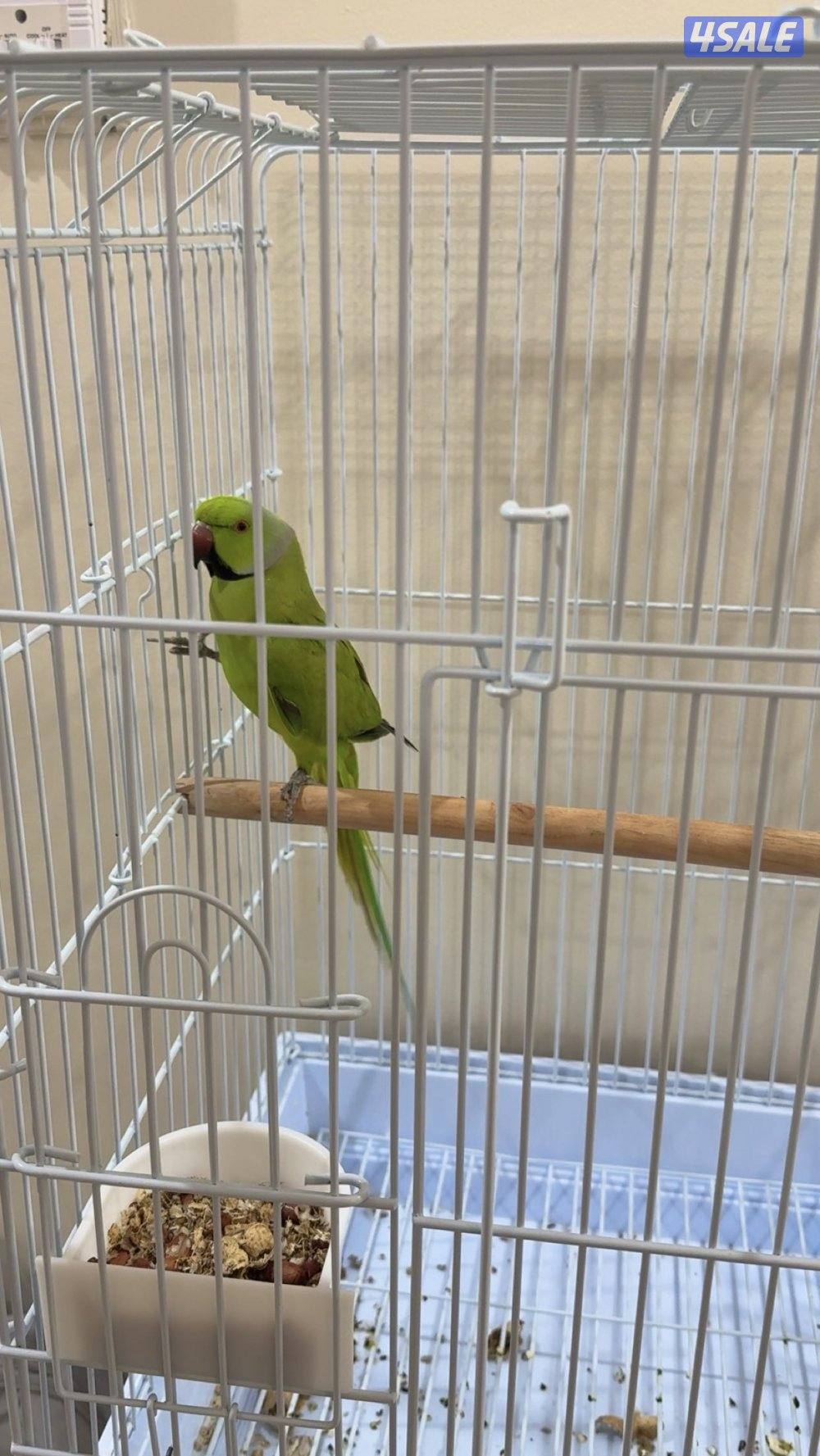 عصفور الدره الهندي3