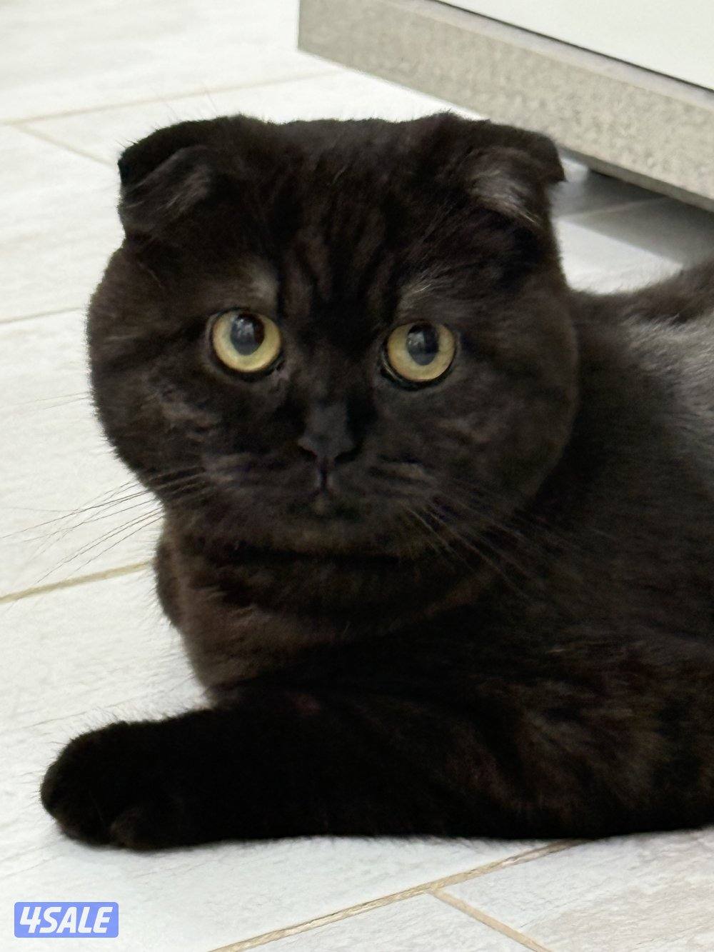 سكوتش فولد ذكر0