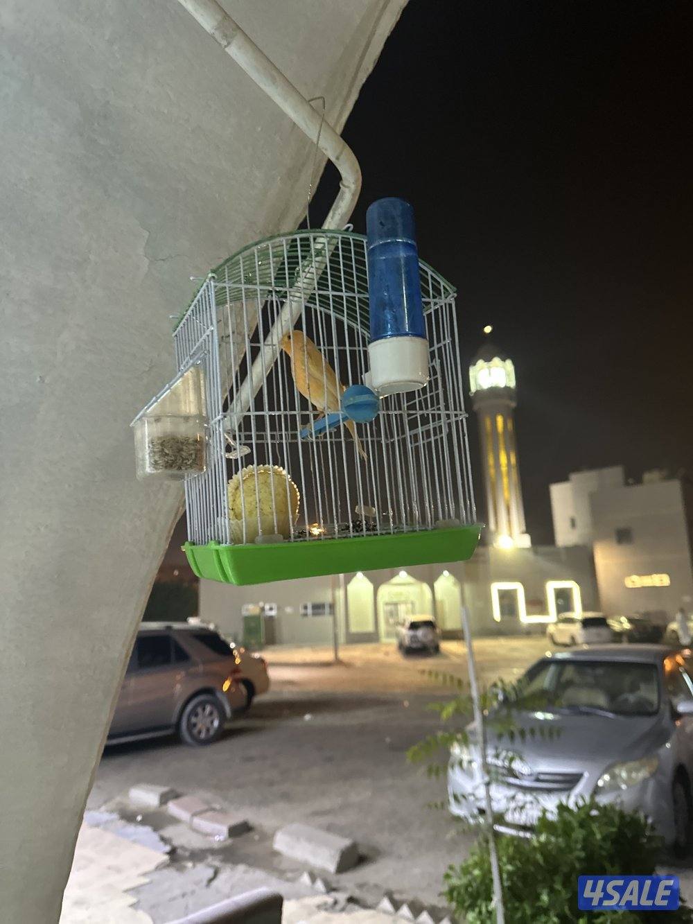 للبيع كناري شرط التغريد  او زوج منتجات تحتهم بيض0