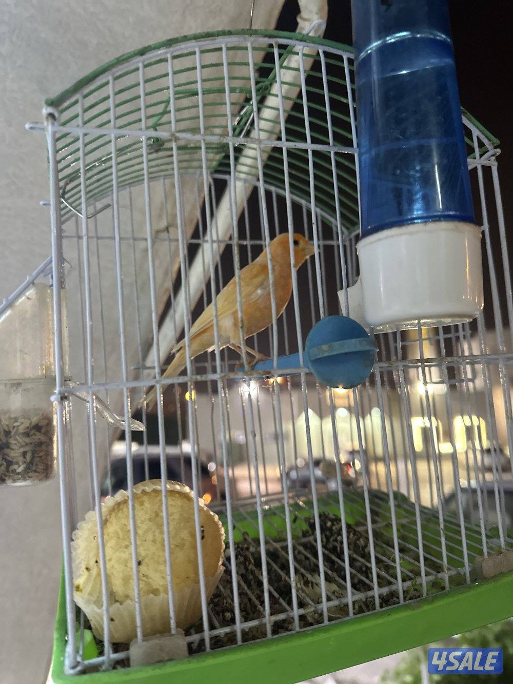 للبيع كناري شرط التغريد  او زوج منتجات تحتهم بيض1