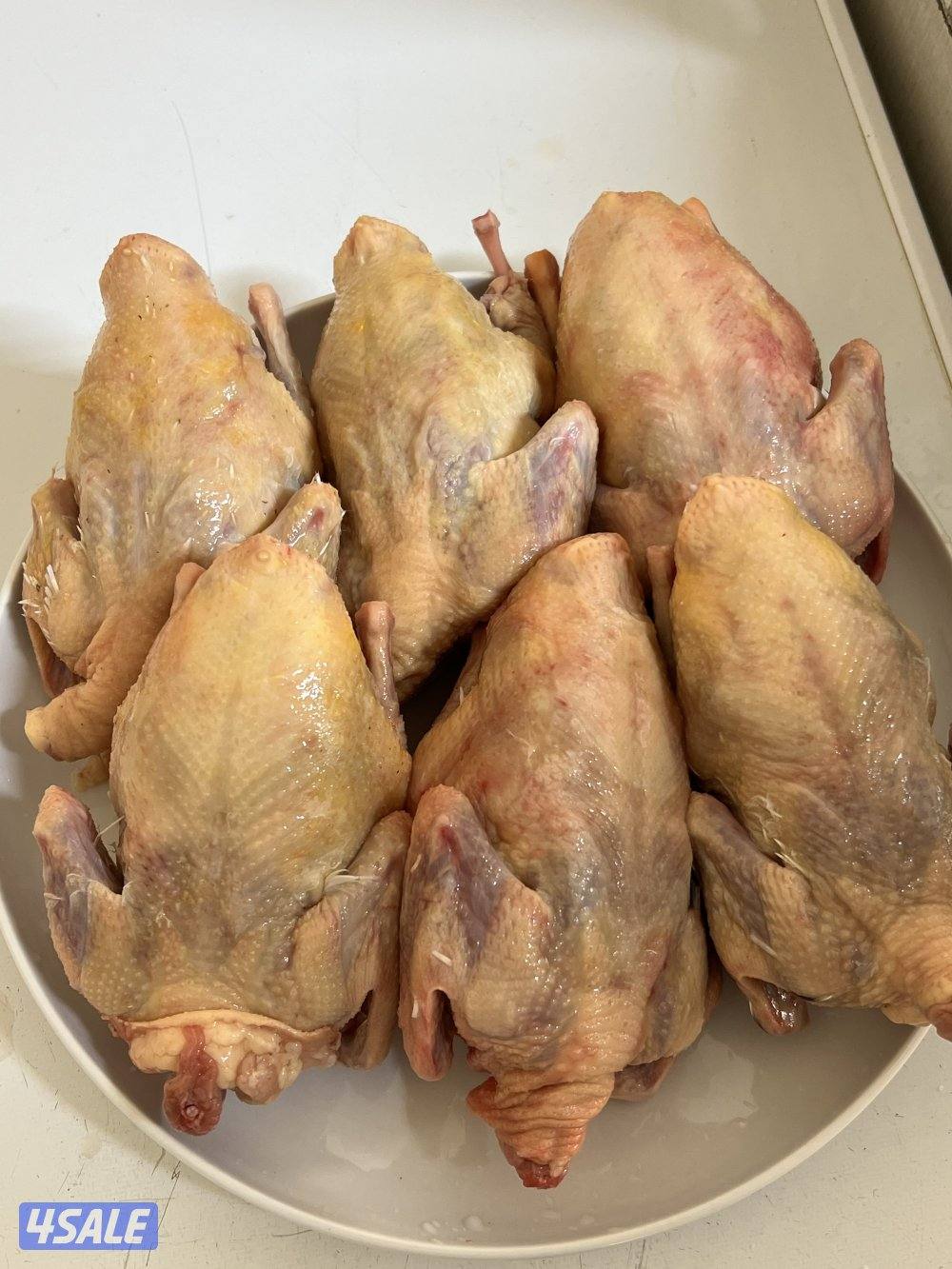 فروخ لاحم احجام طيبه وشرط الشحم0