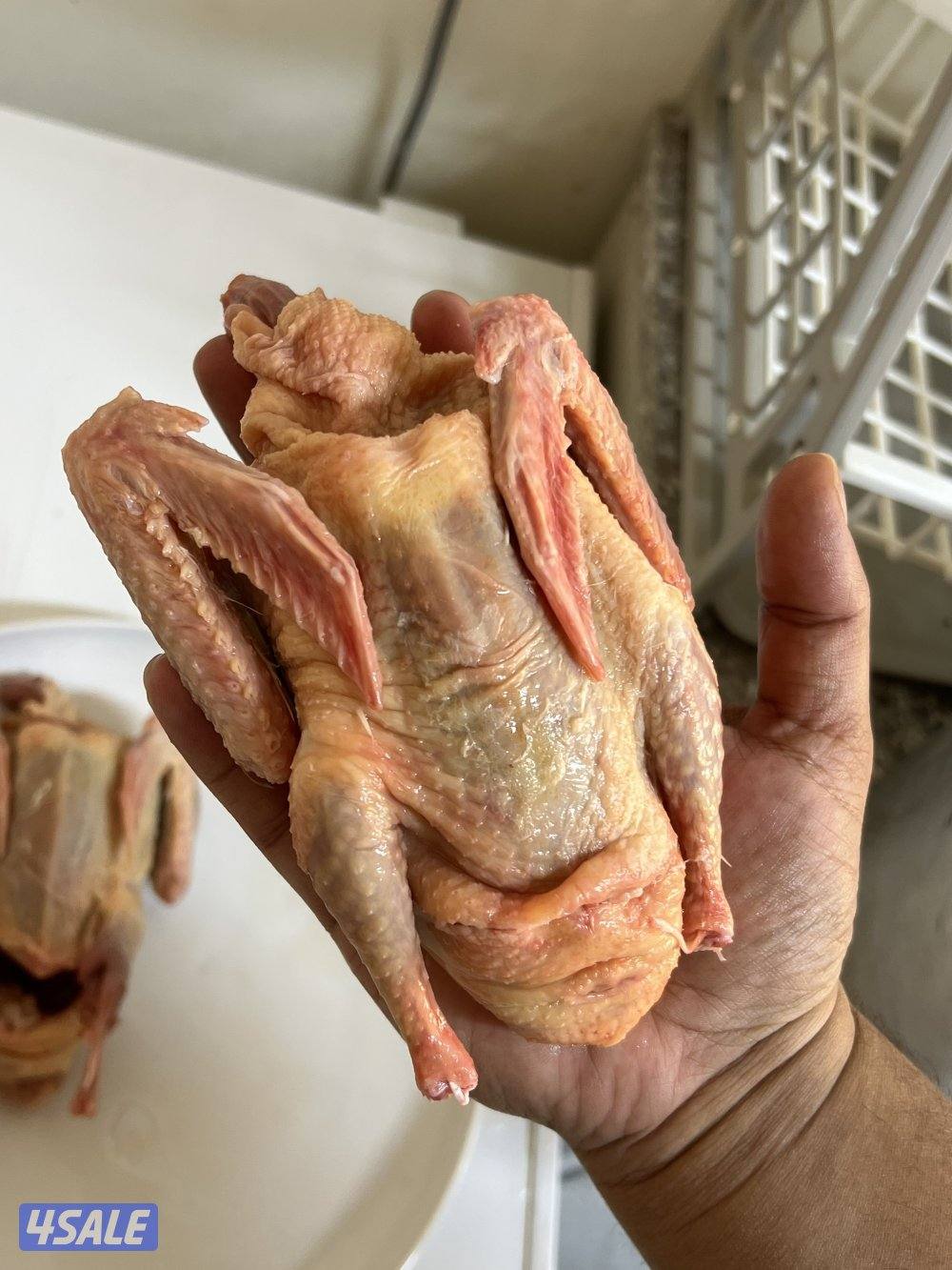 فروخ لاحم احجام طيبه وشرط الشحم1