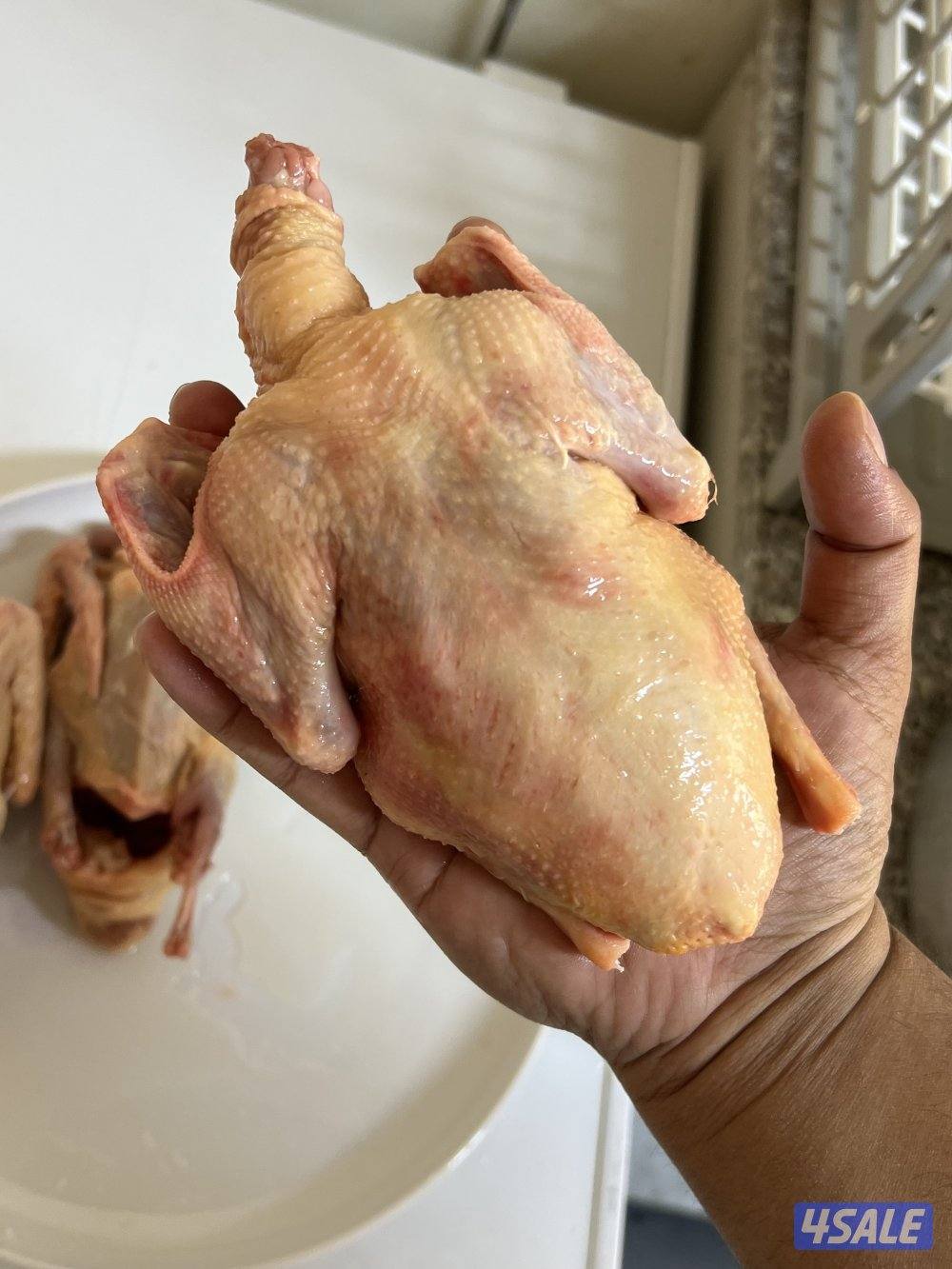 فروخ لاحم احجام طيبه وشرط الشحم2