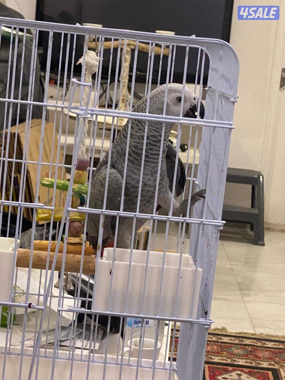 كاسكو  جامبو0