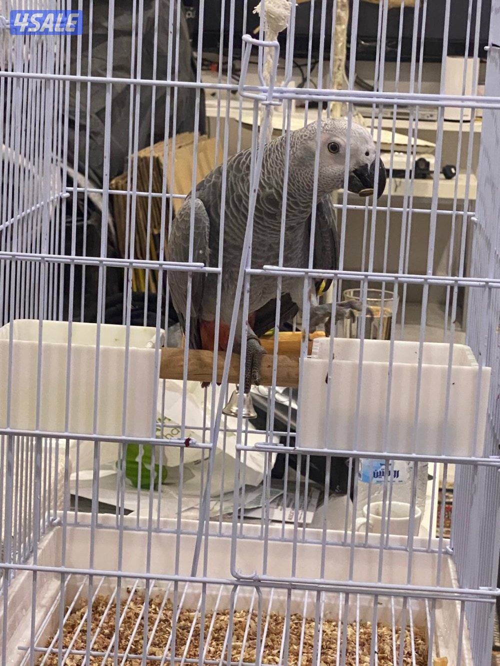 كاسكو  جامبو1