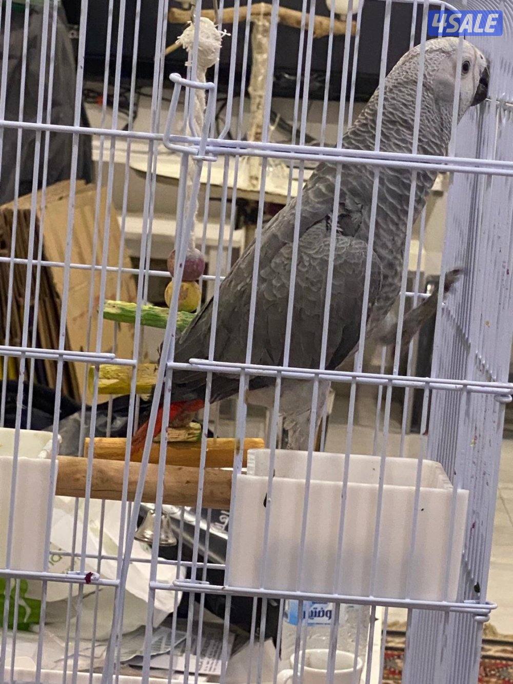 كاسكو  جامبو2