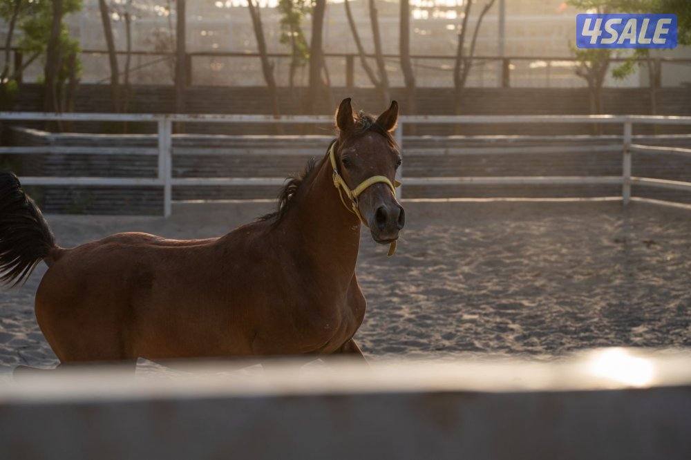 مهر حفيد الرشيم0