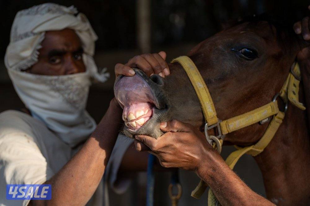 مهر حفيد الرشيم1