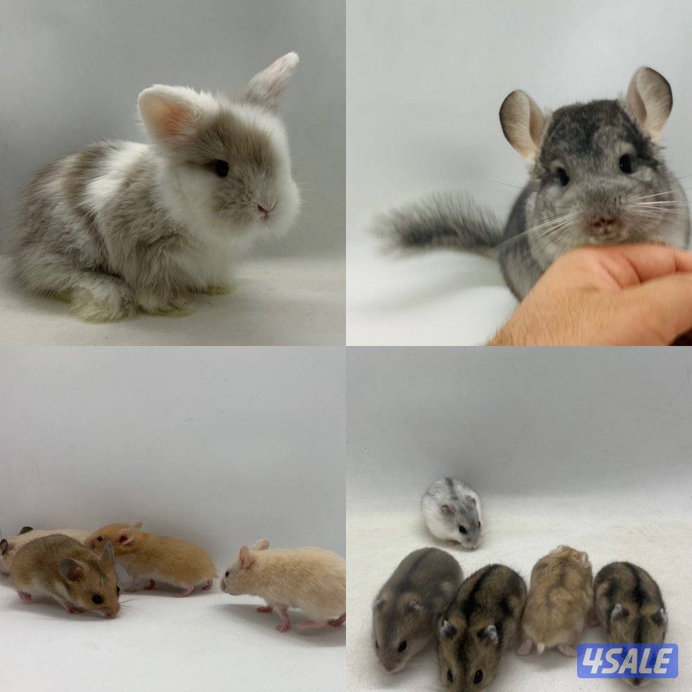 للبيع هامستر وأرانب وسلاحف وأسماك وكتاكيت ملونة😍🐣🐢🐠1