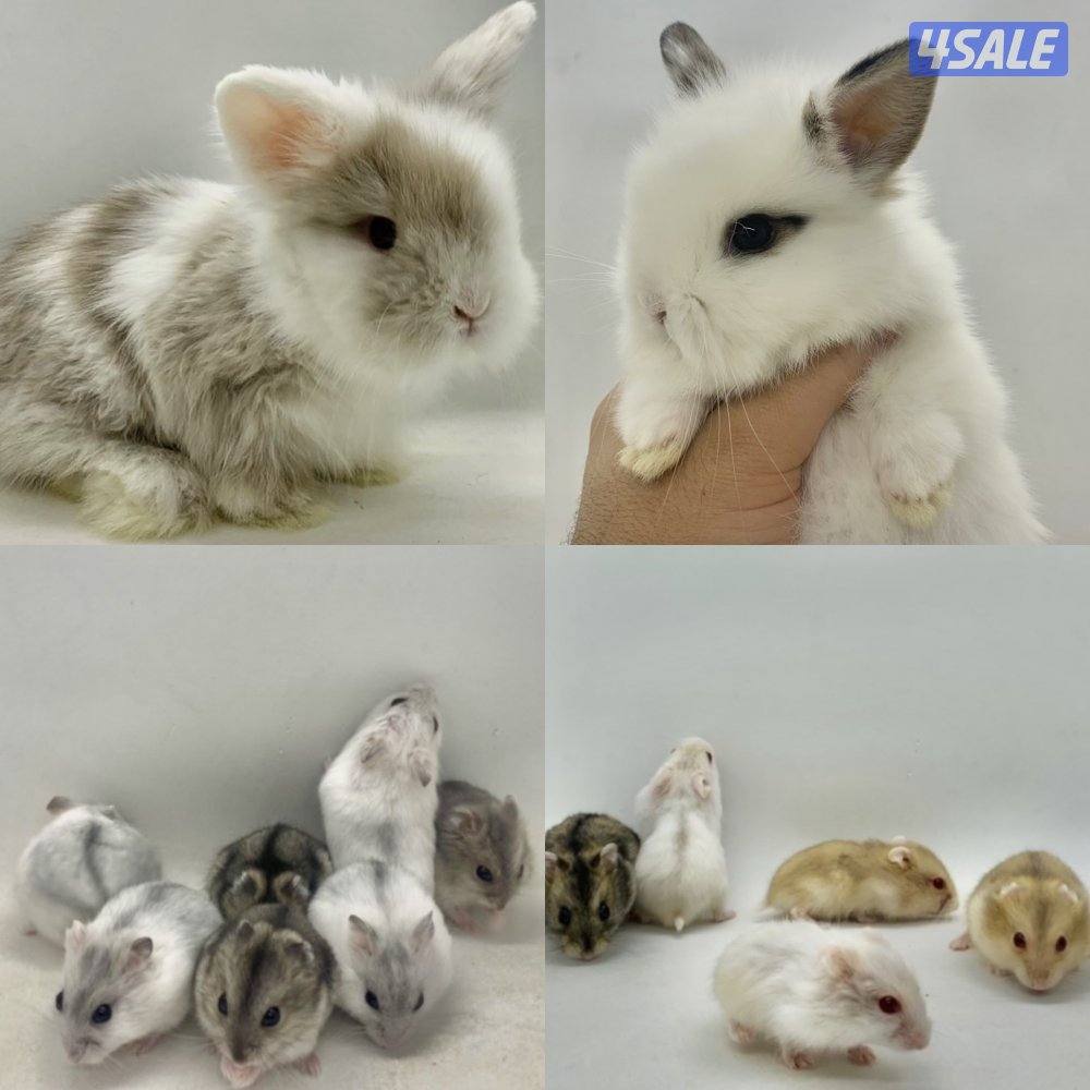 للبيع هامستر وأرانب وسلاحف وأسماك وكتاكيت ملونة😍🐣🐢🐠2