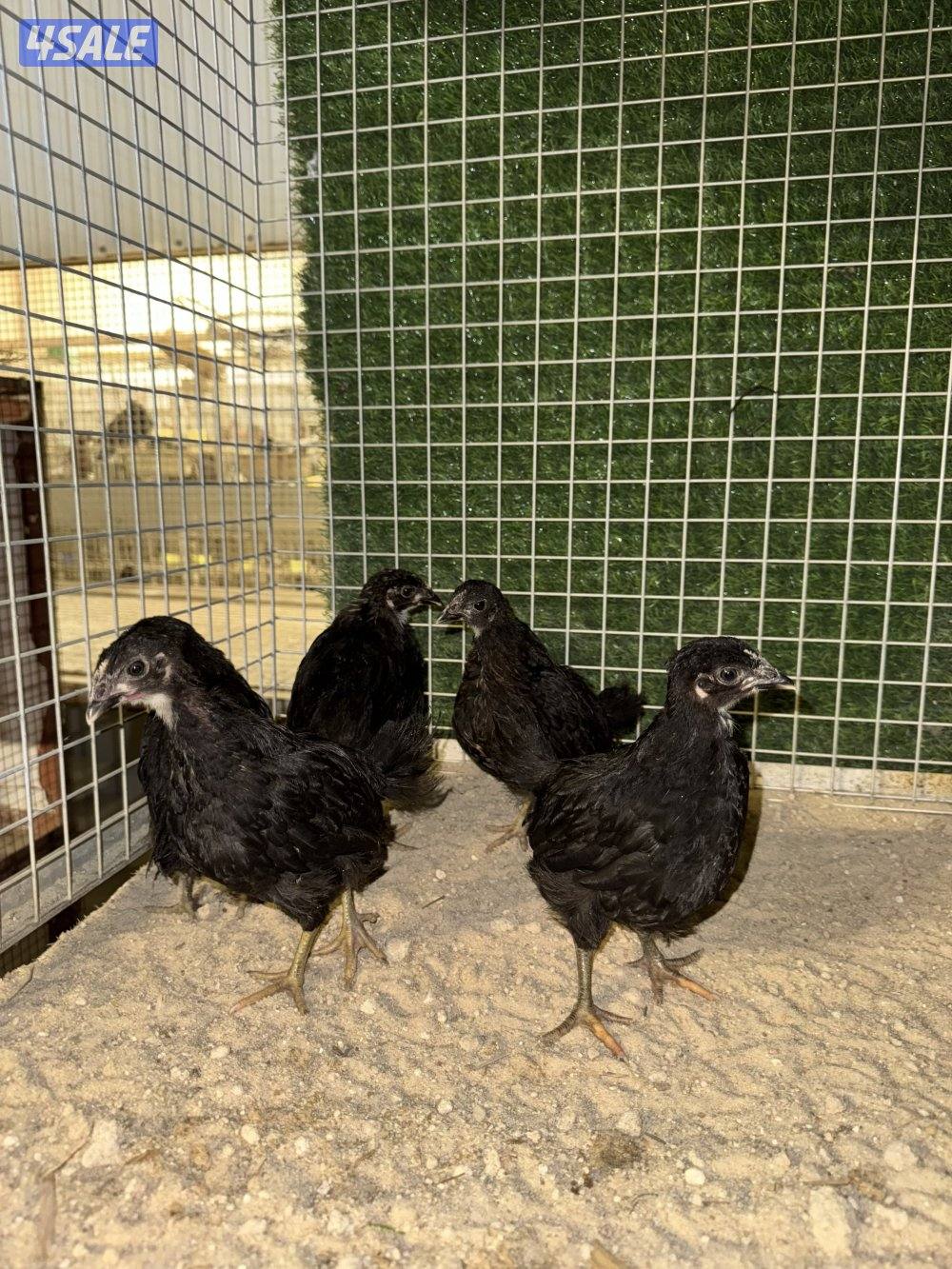 للبيع دجاج فيومي + دومينانت1