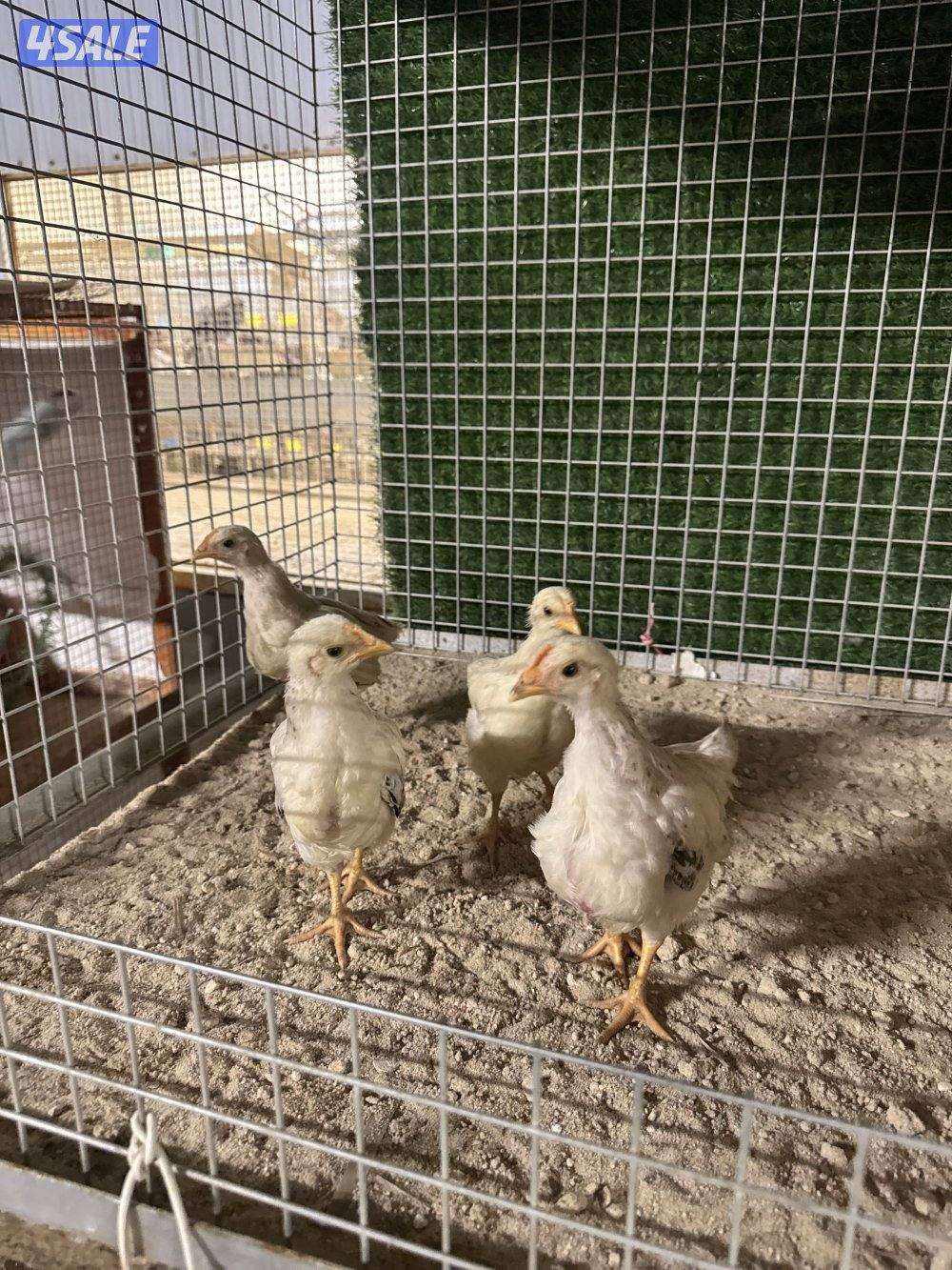 للبيع دجاج فيومي + دومينانت2