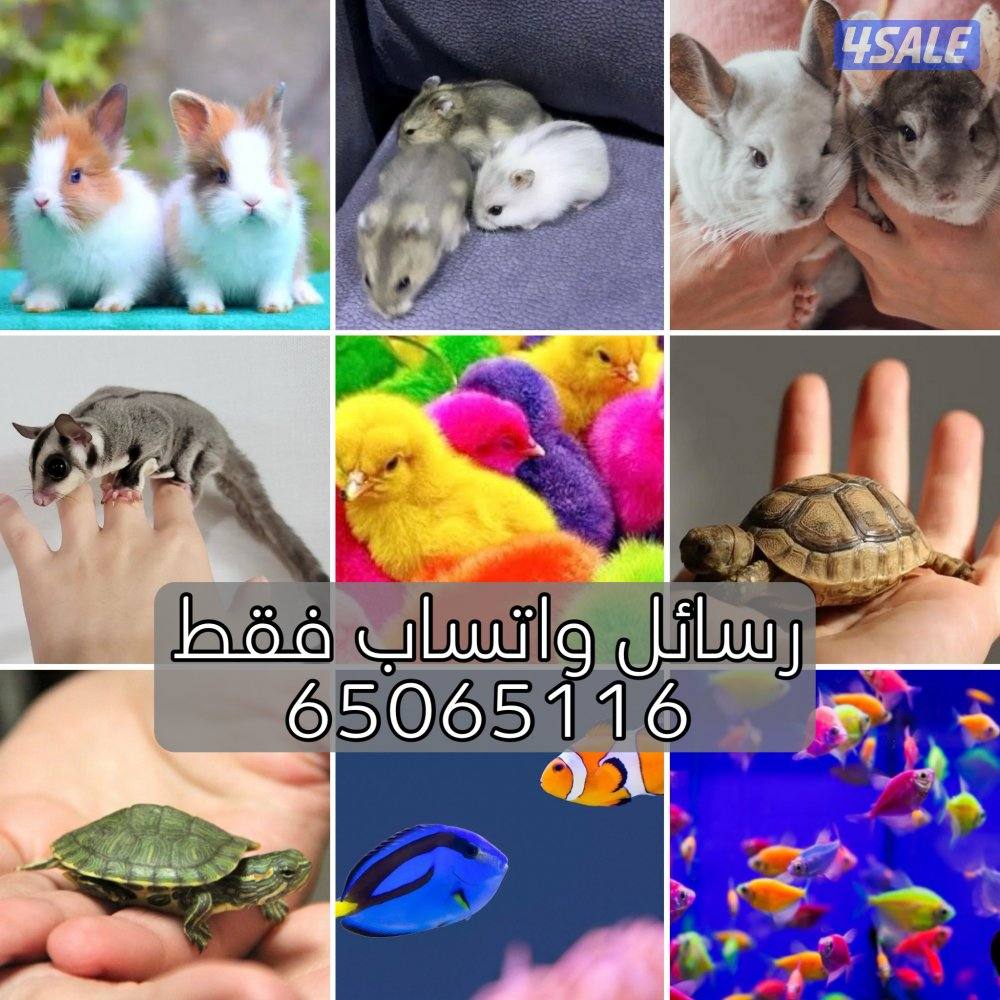 للبيع هامستر وأرانب وسلاحف وأسماك وكتاكيت ملونة😍🐣🐢🐠0