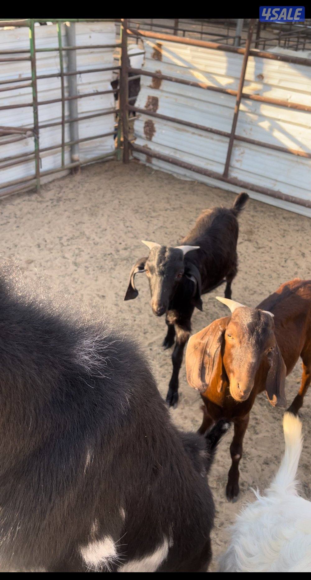 للبيع تيوس مرسيانوا1