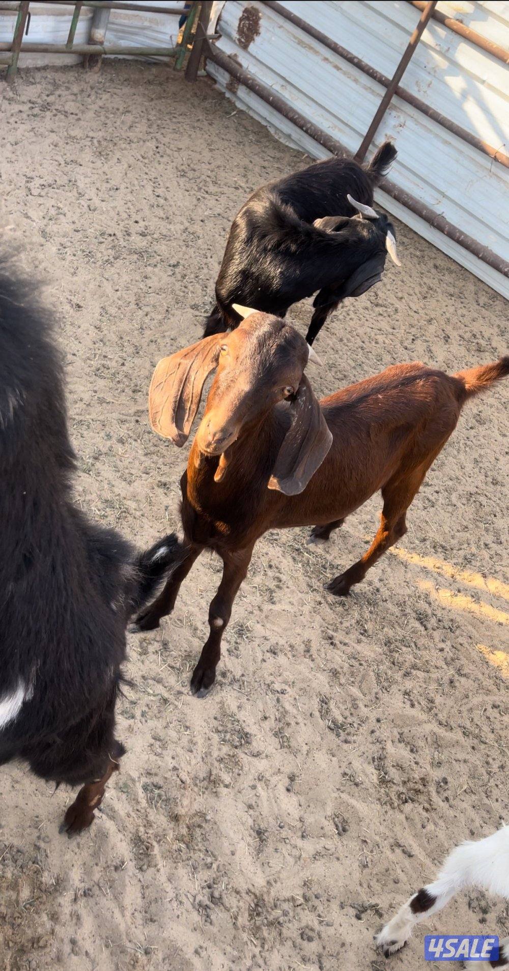 للبيع تيوس مرسيانوا2