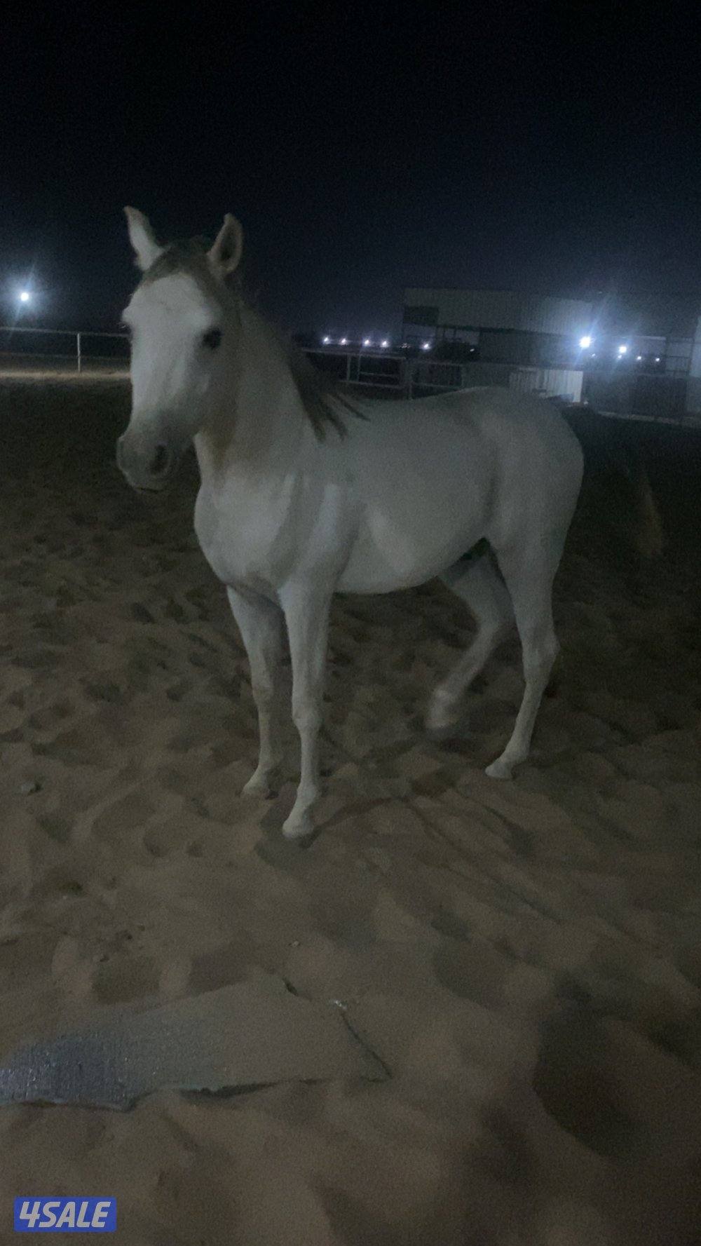 للبيع حصان العمر سنتين ونصف الاب لبناني والام واهو شرط السلم مو معسوف0