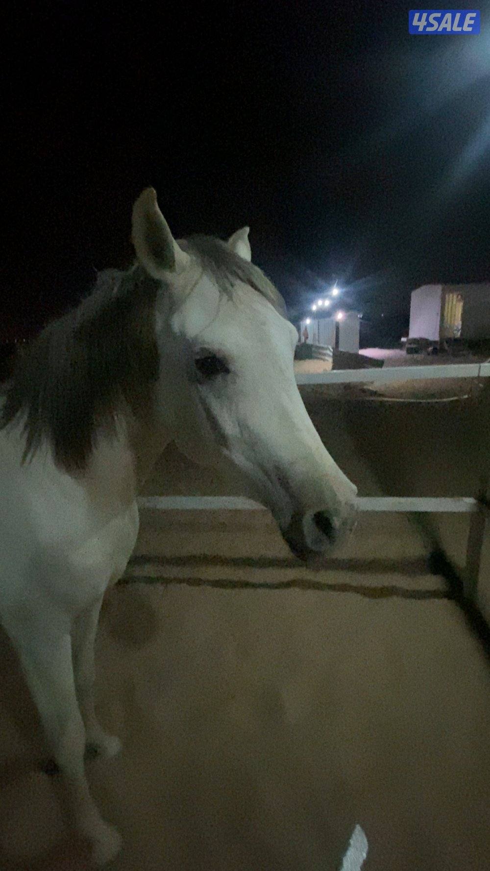 للبيع حصان العمر سنتين ونصف الاب لبناني والام واهو شرط السلم مو معسوف1