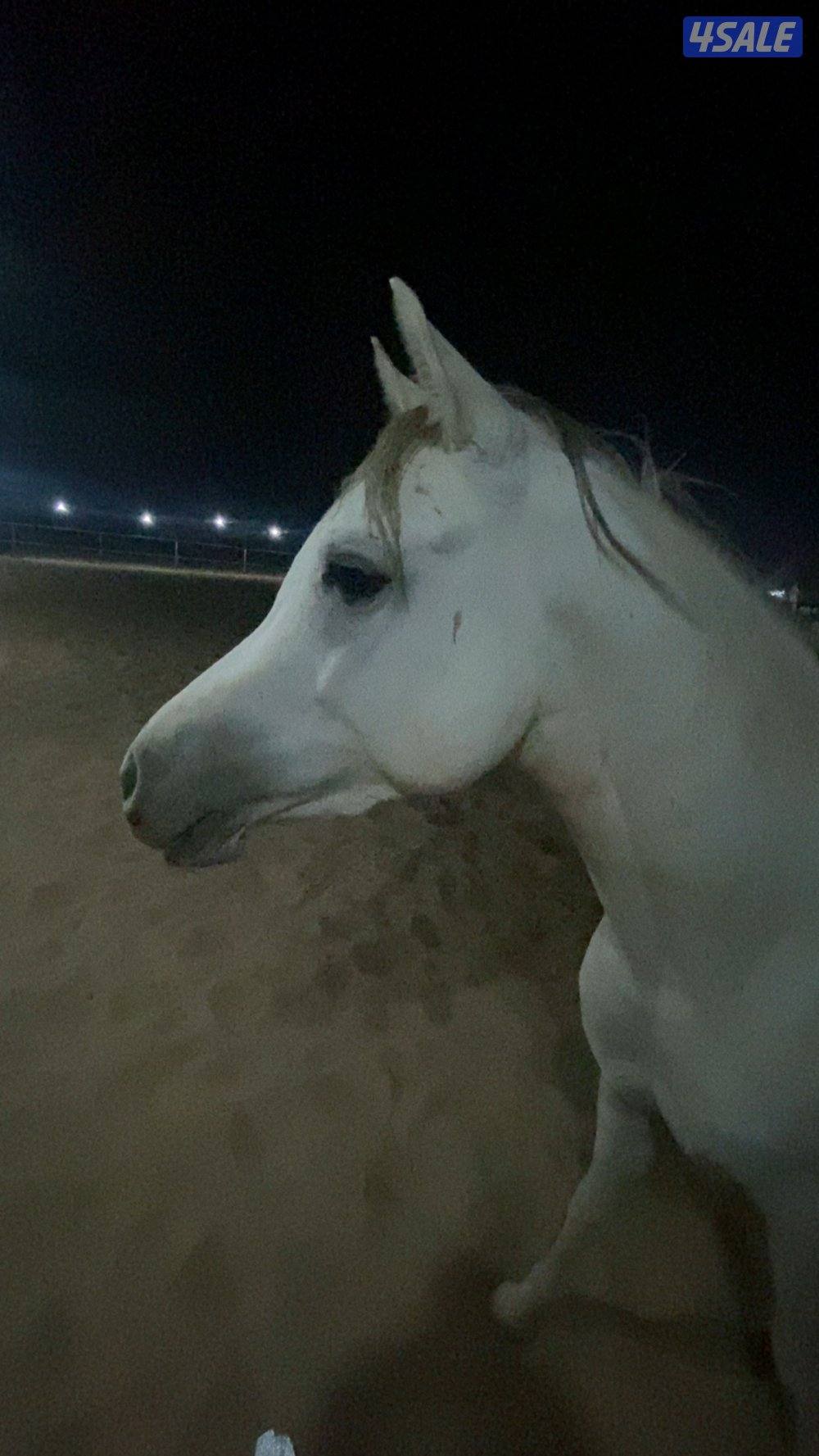 للبيع حصان العمر سنتين ونصف الاب لبناني والام واهو شرط السلم مو معسوف2