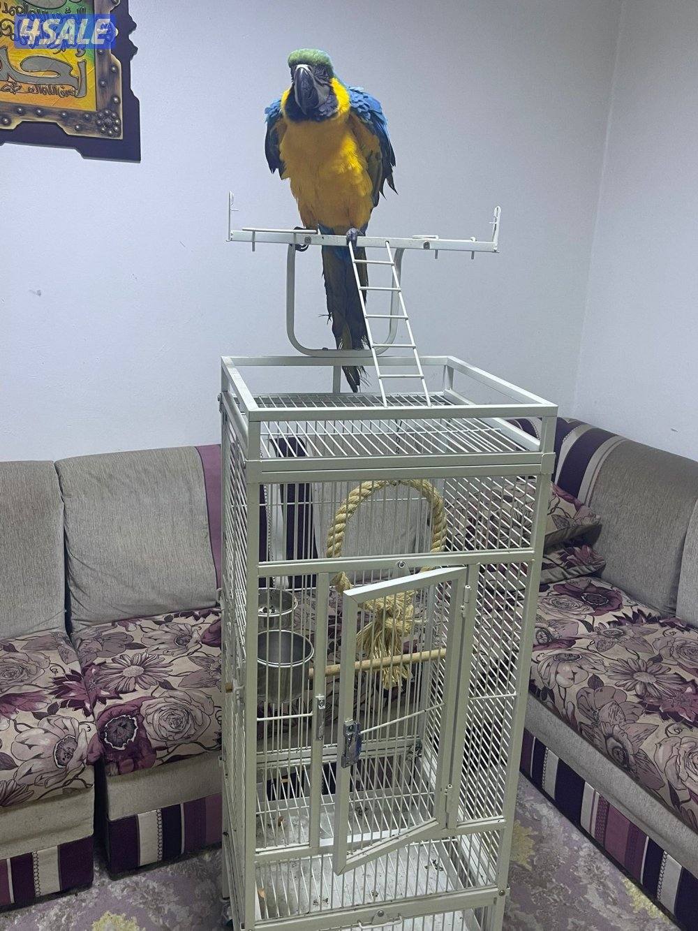 مكاووو بلوقولد0