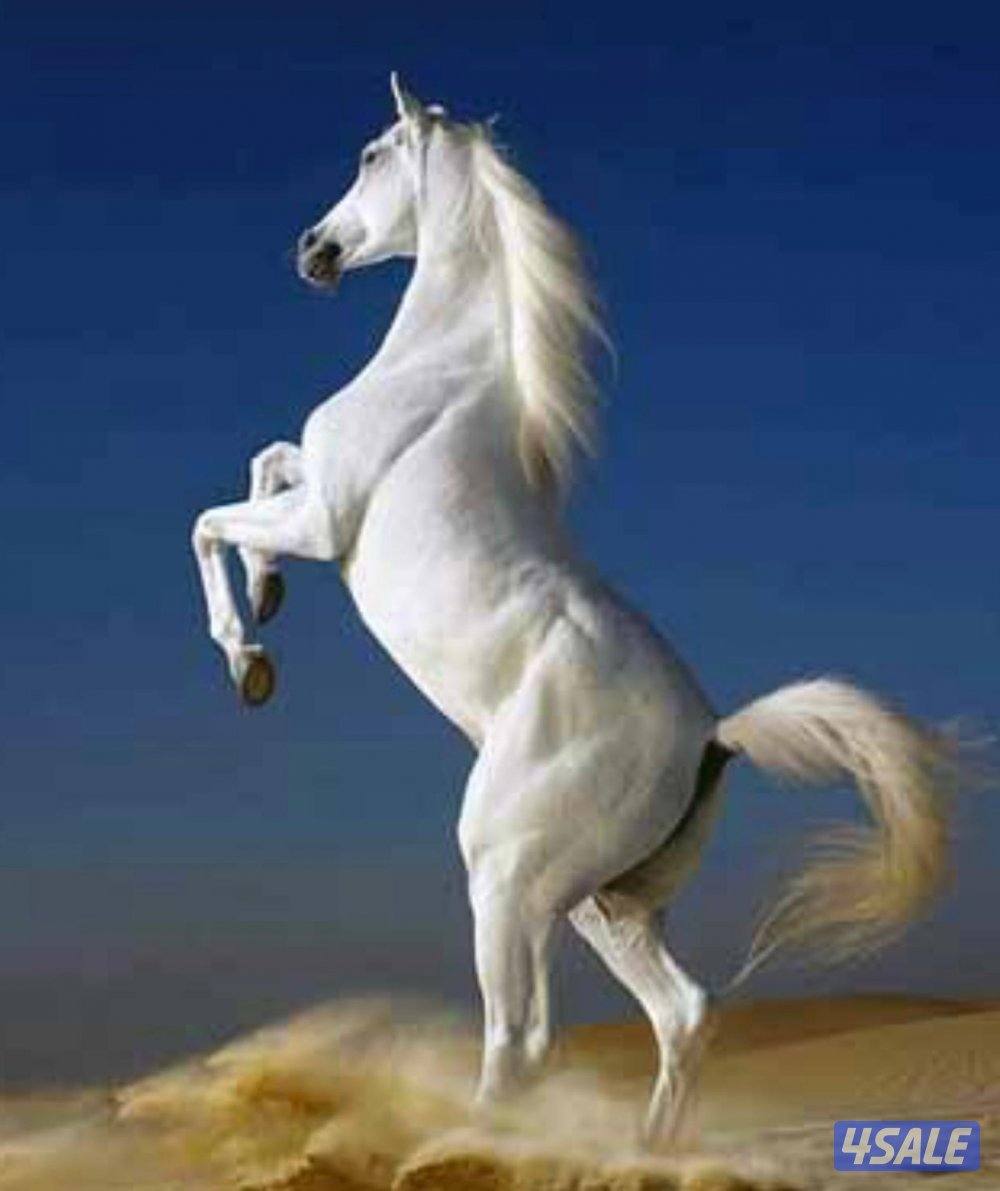 متخصصون في البيع0