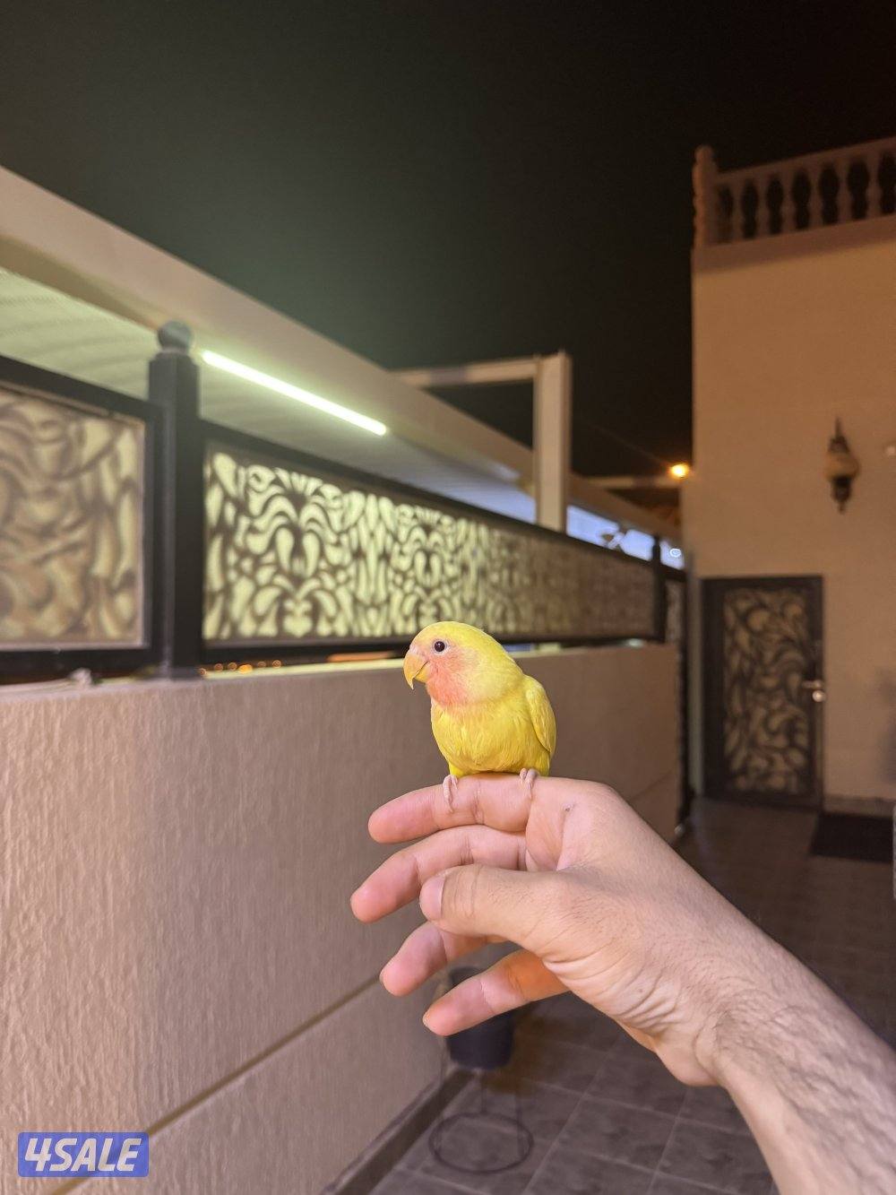 لوف بيرد ربوه0