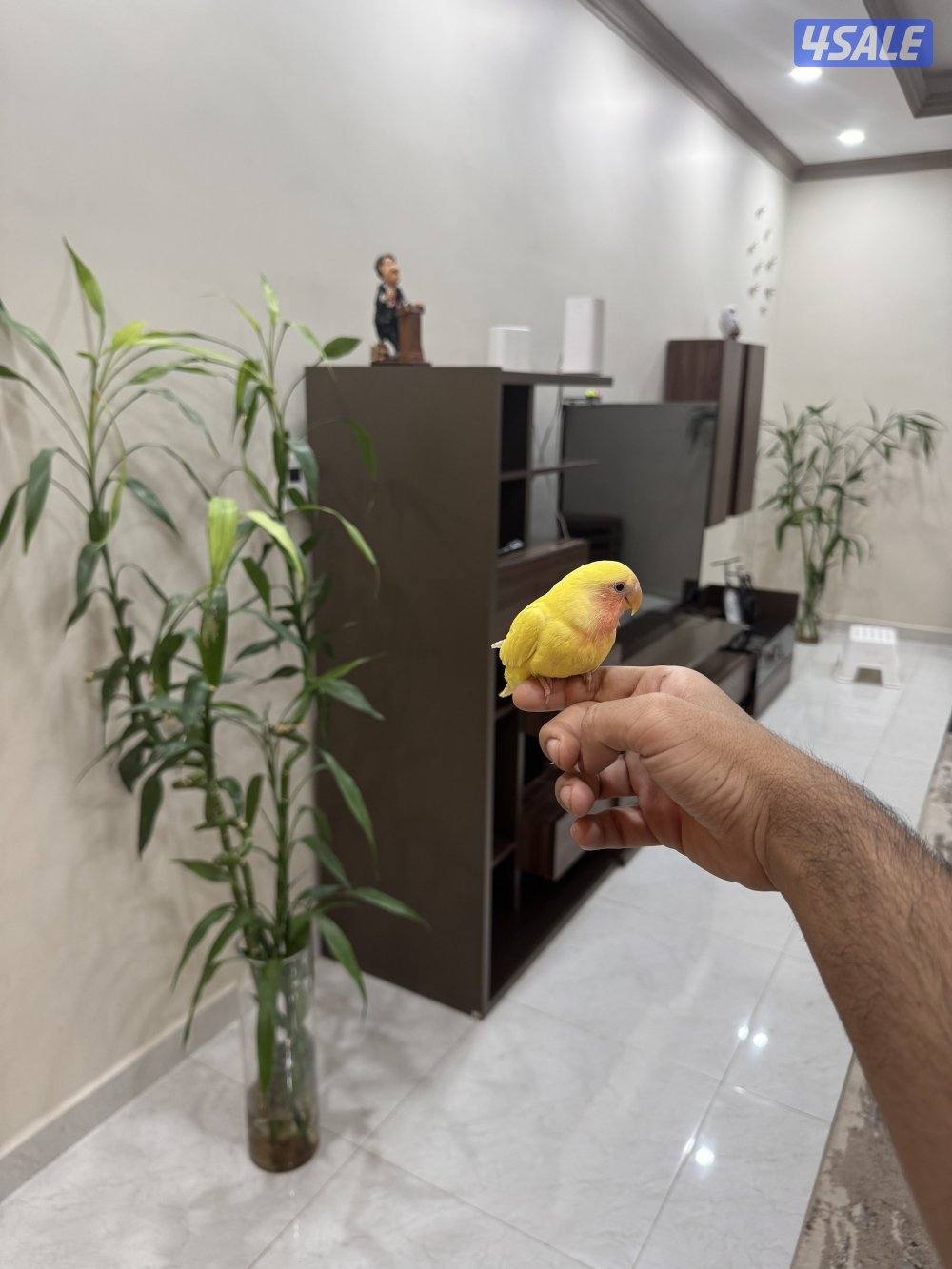 لوف بيرد ربوه1