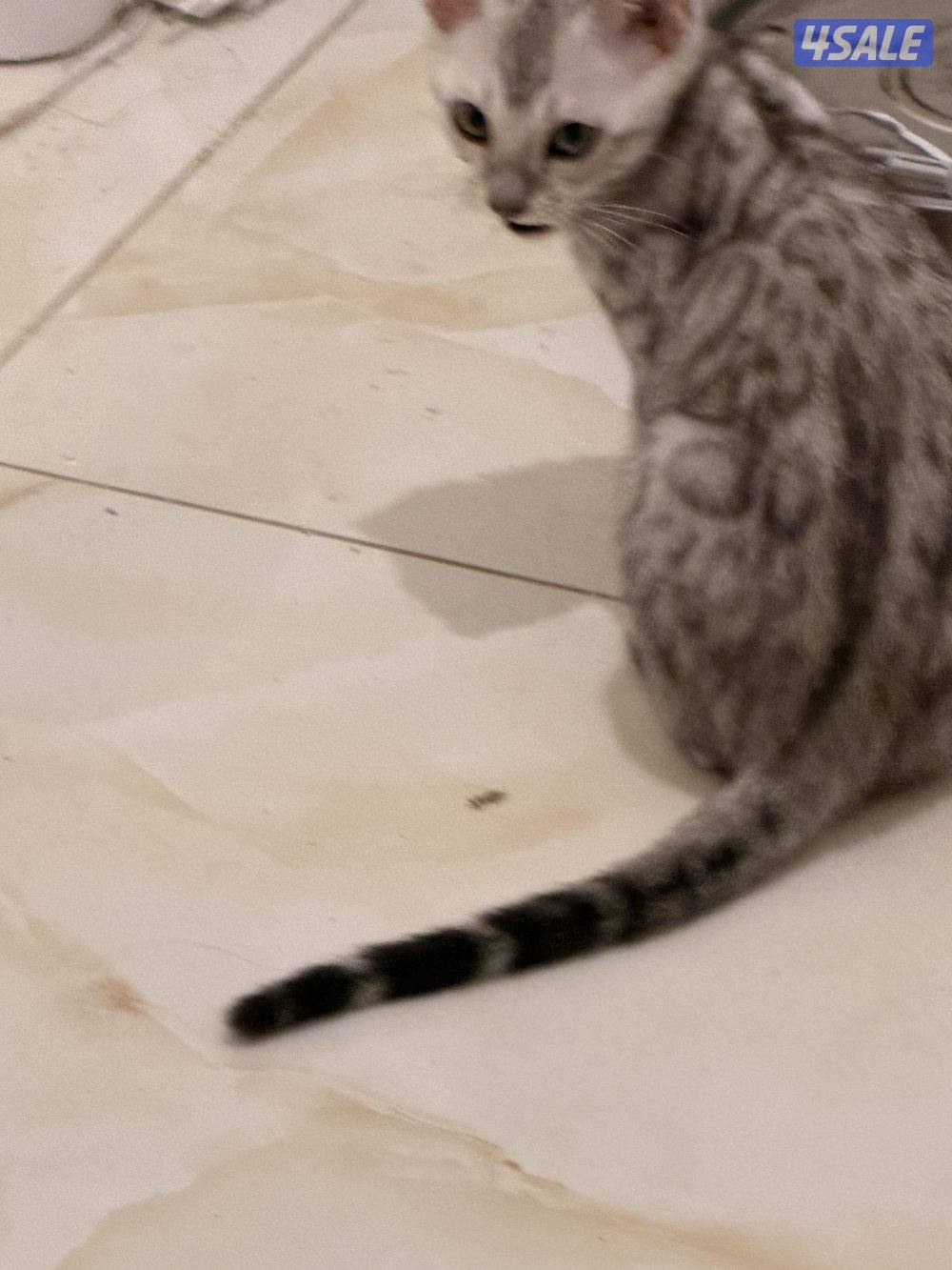 قطط بنغال بيور براون / سلفر / ماربل1