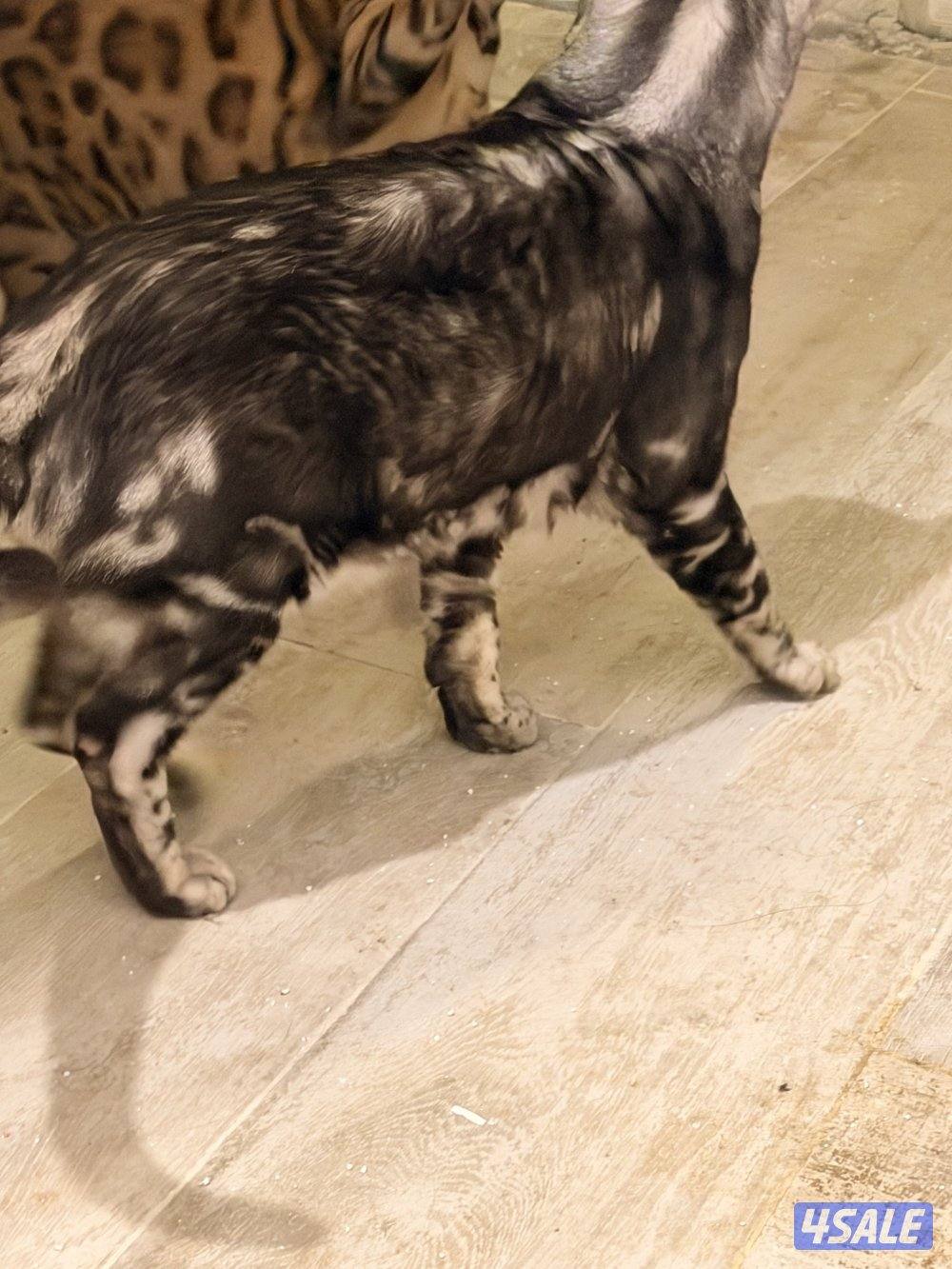 قطط بنغال بيور براون / سلفر / ماربل3