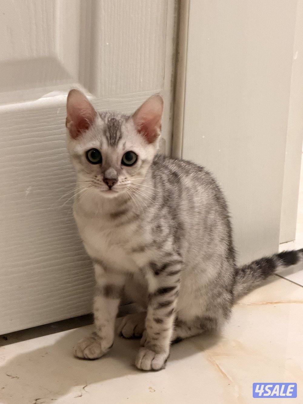 قطط بنغال بيور براون / سلفر / ماربل5